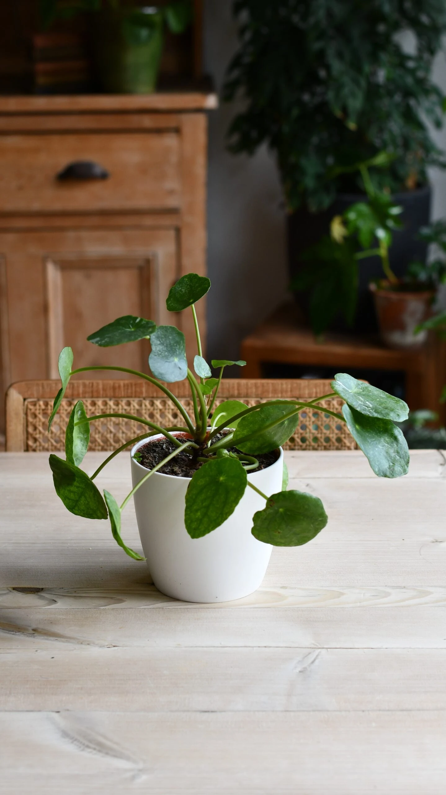 Pilea Peperomioides 'Sugar' - Image 7