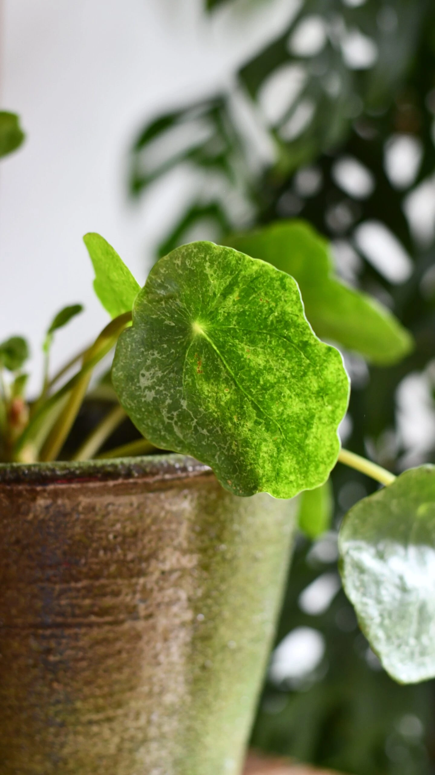 Pilea Peperomioides 'Sugar' - Image 6