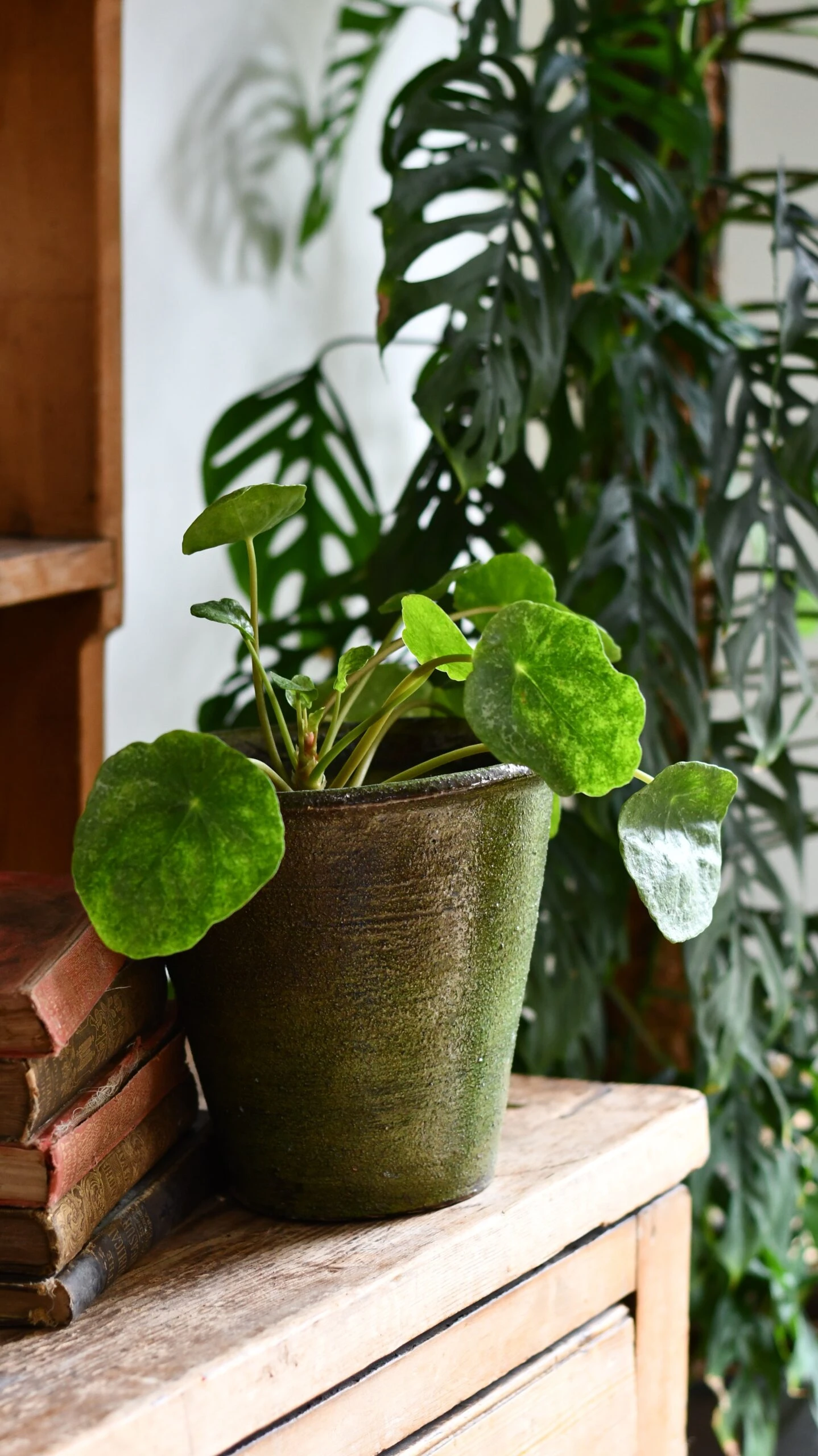 Pilea Peperomioides 'Sugar'