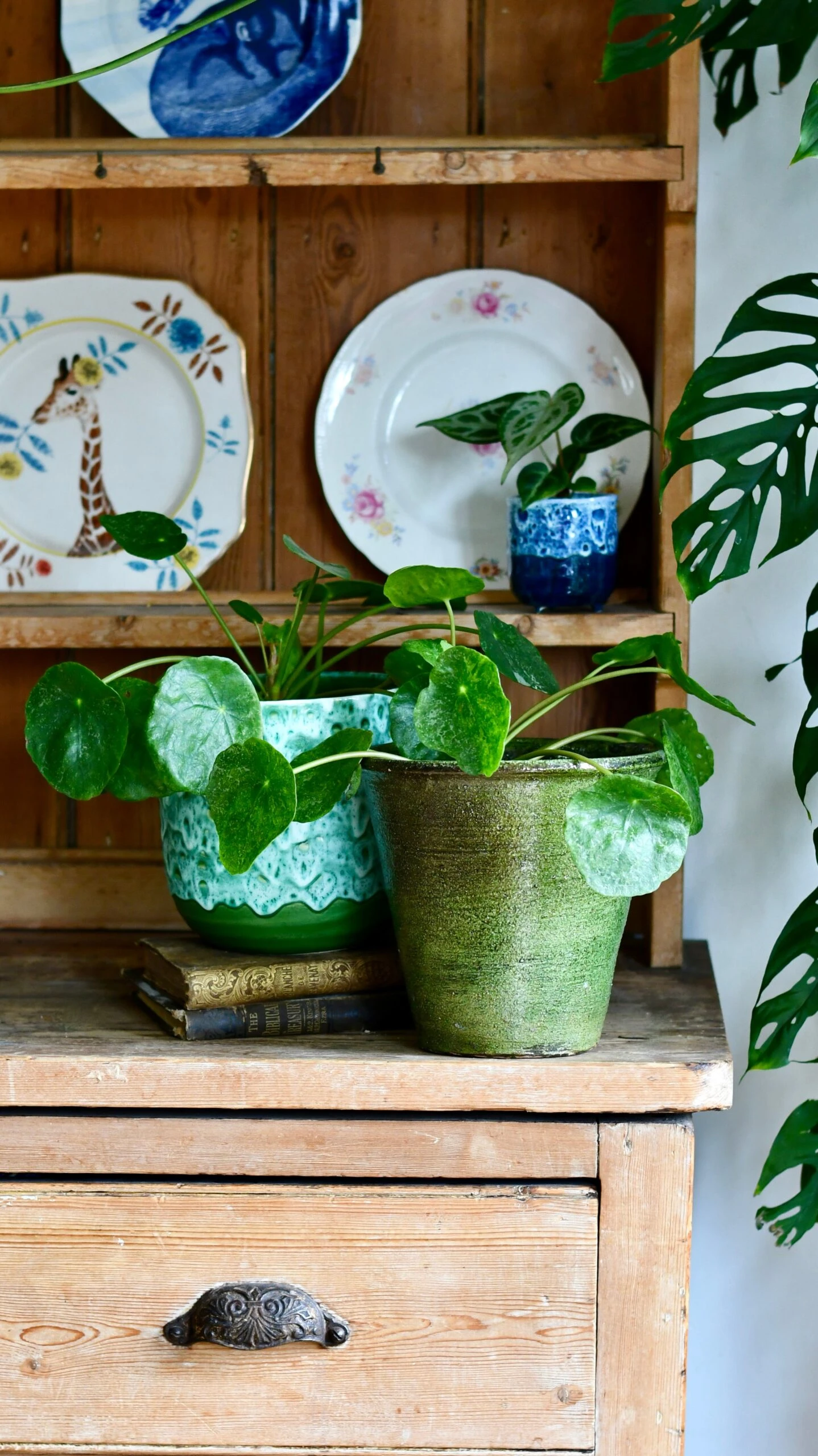 Pilea Peperomioides 'Sugar' - Image 4