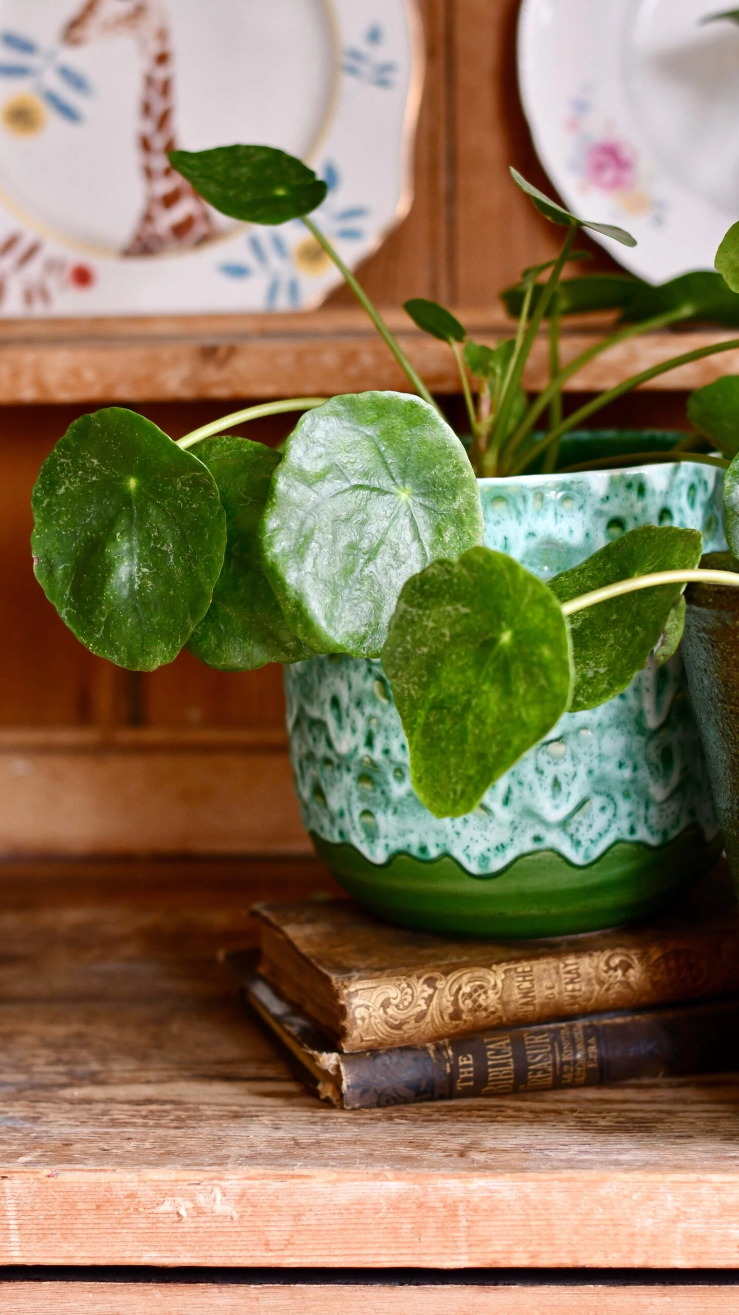 Pilea Peperomioides 'Sugar' - Image 5