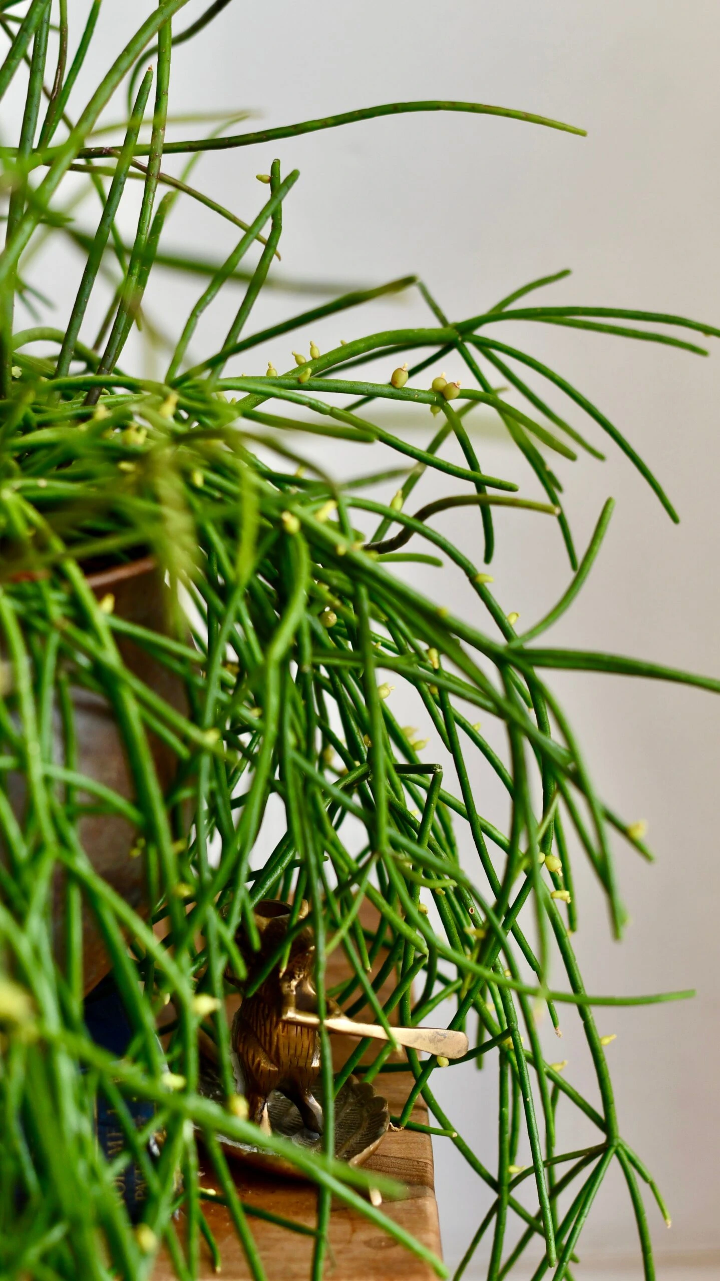 Rhipsalis Baccifera, Mistletoe Cactus - Image 2