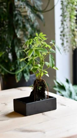 Schefflera On Lava Rock | Schefflera Bonsai Tree