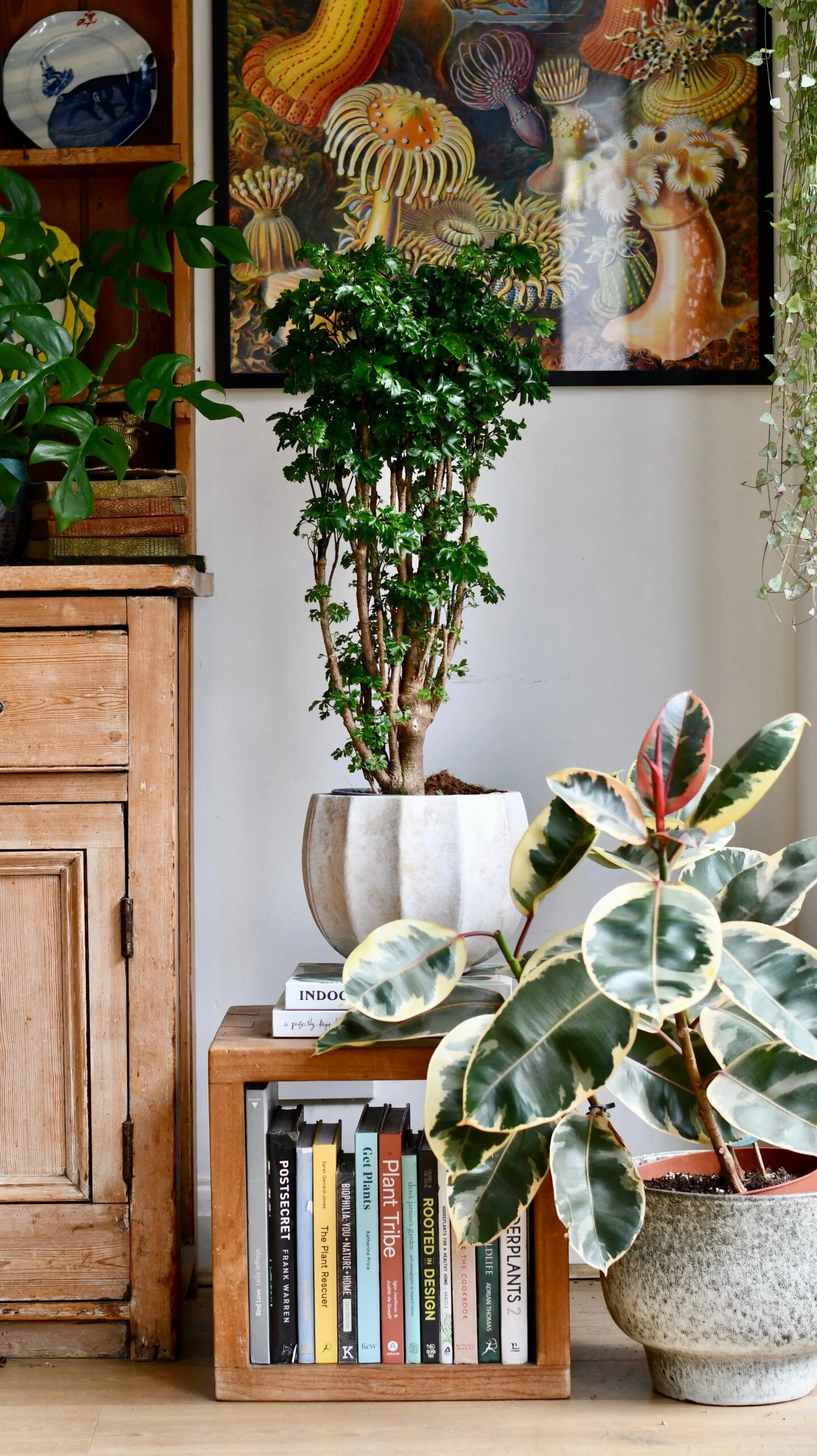 Polyscias Roble, Aralia Roble - Image 9