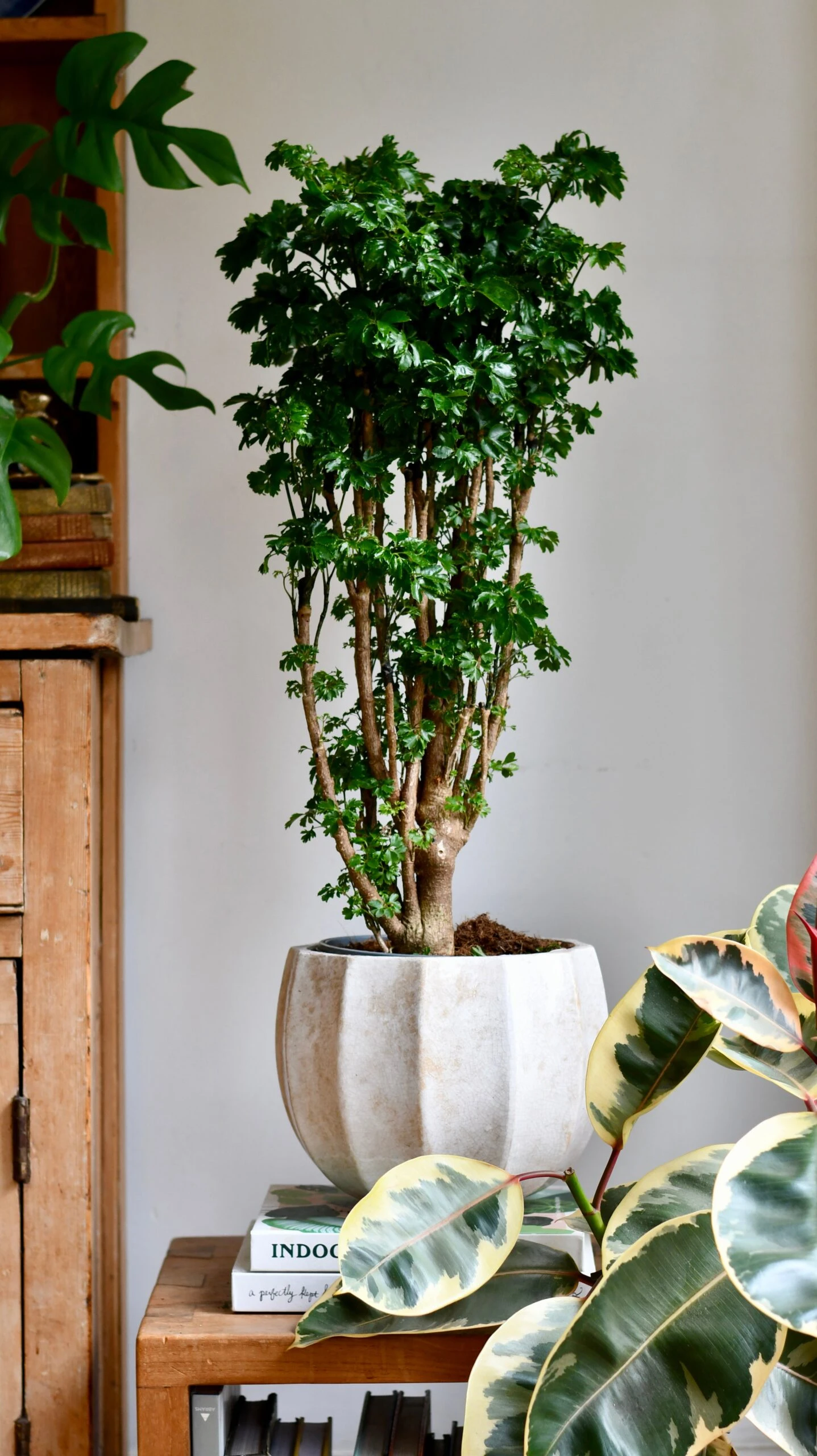 Polyscias Roble, Aralia Roble - Image 8