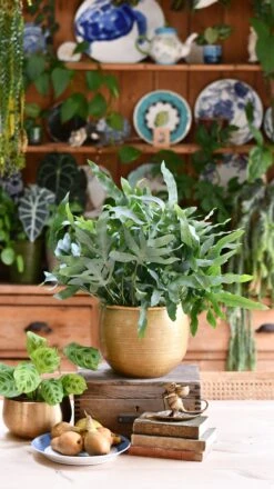 Phlebodium Aureum 'Blue Star Fern'