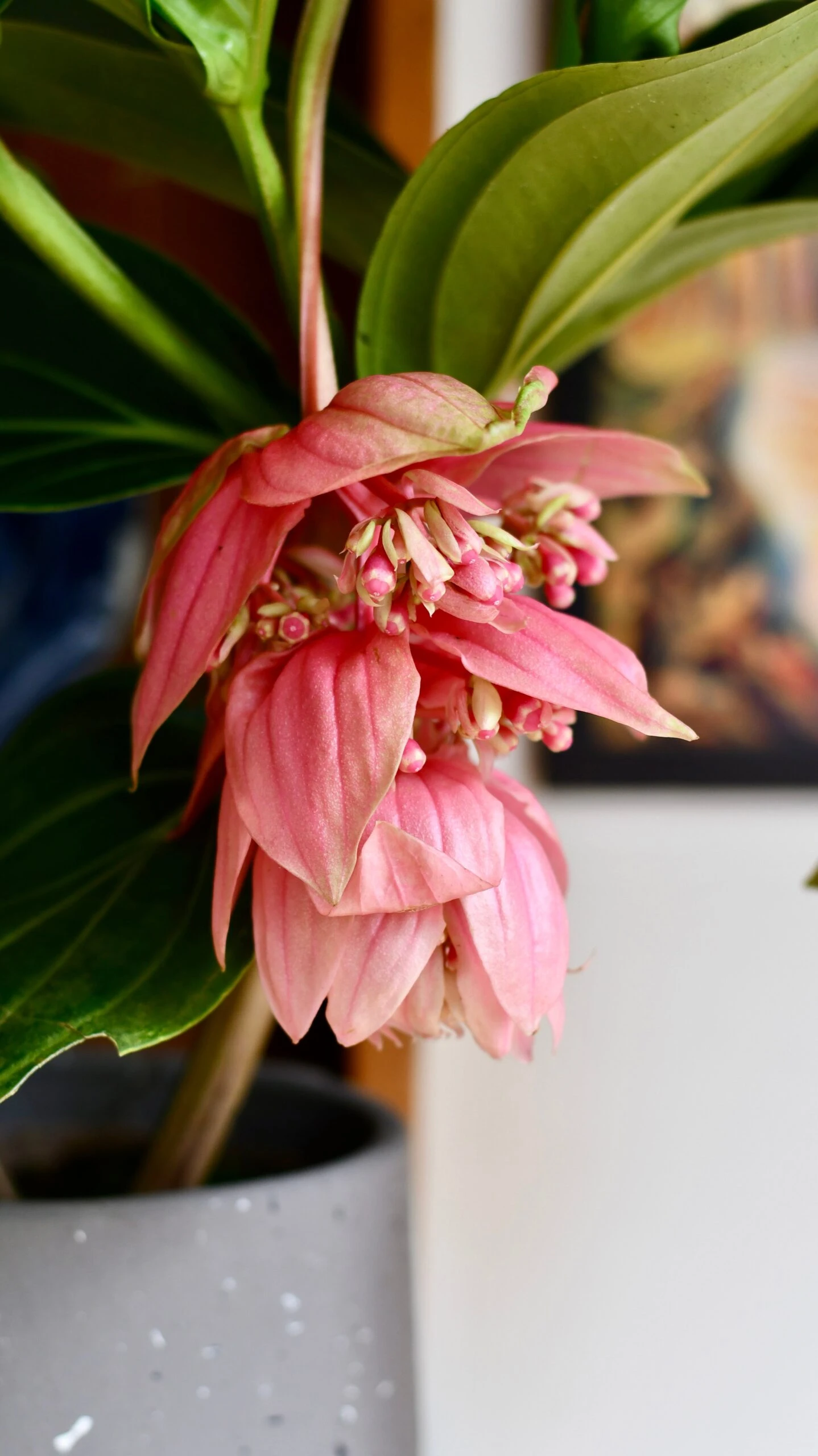 XL Medinilla Magnifica (Philippine Orchid) - Image 3