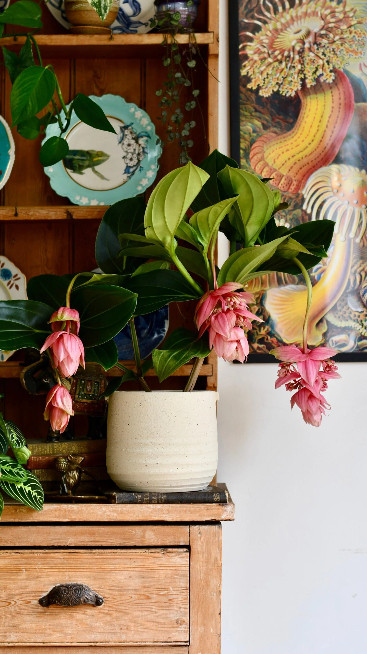 XL Medinilla Magnifica (Philippine Orchid) - Image 4