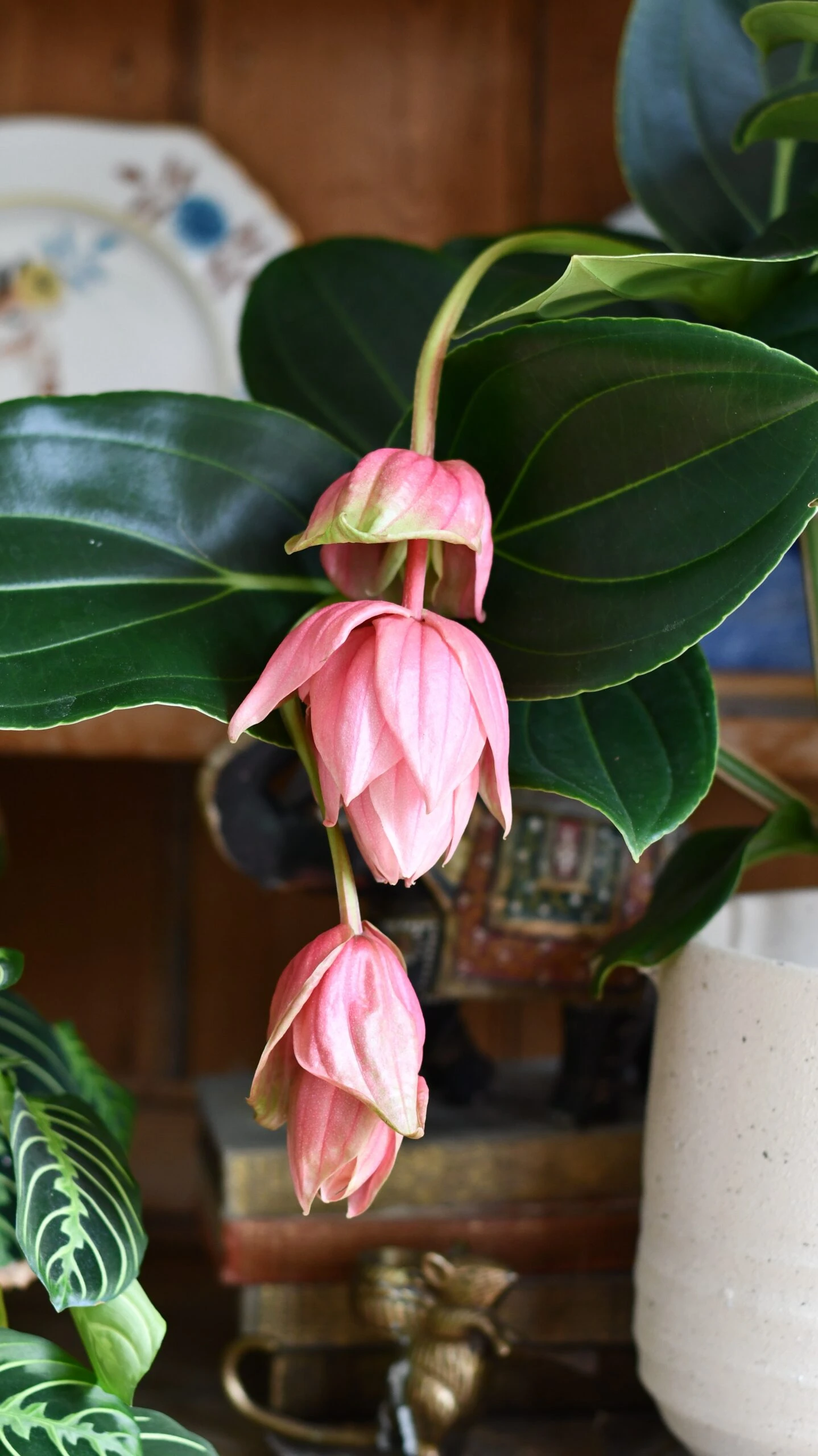 XL Medinilla Magnifica (Philippine Orchid) - Image 5
