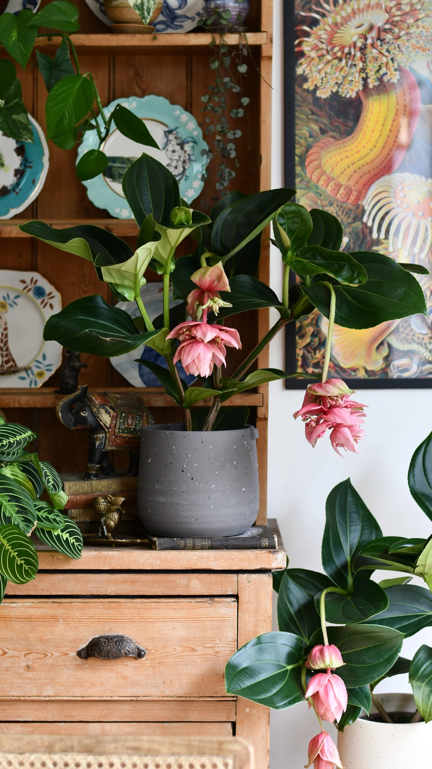 XL Medinilla Magnifica (Philippine Orchid) - Image 7