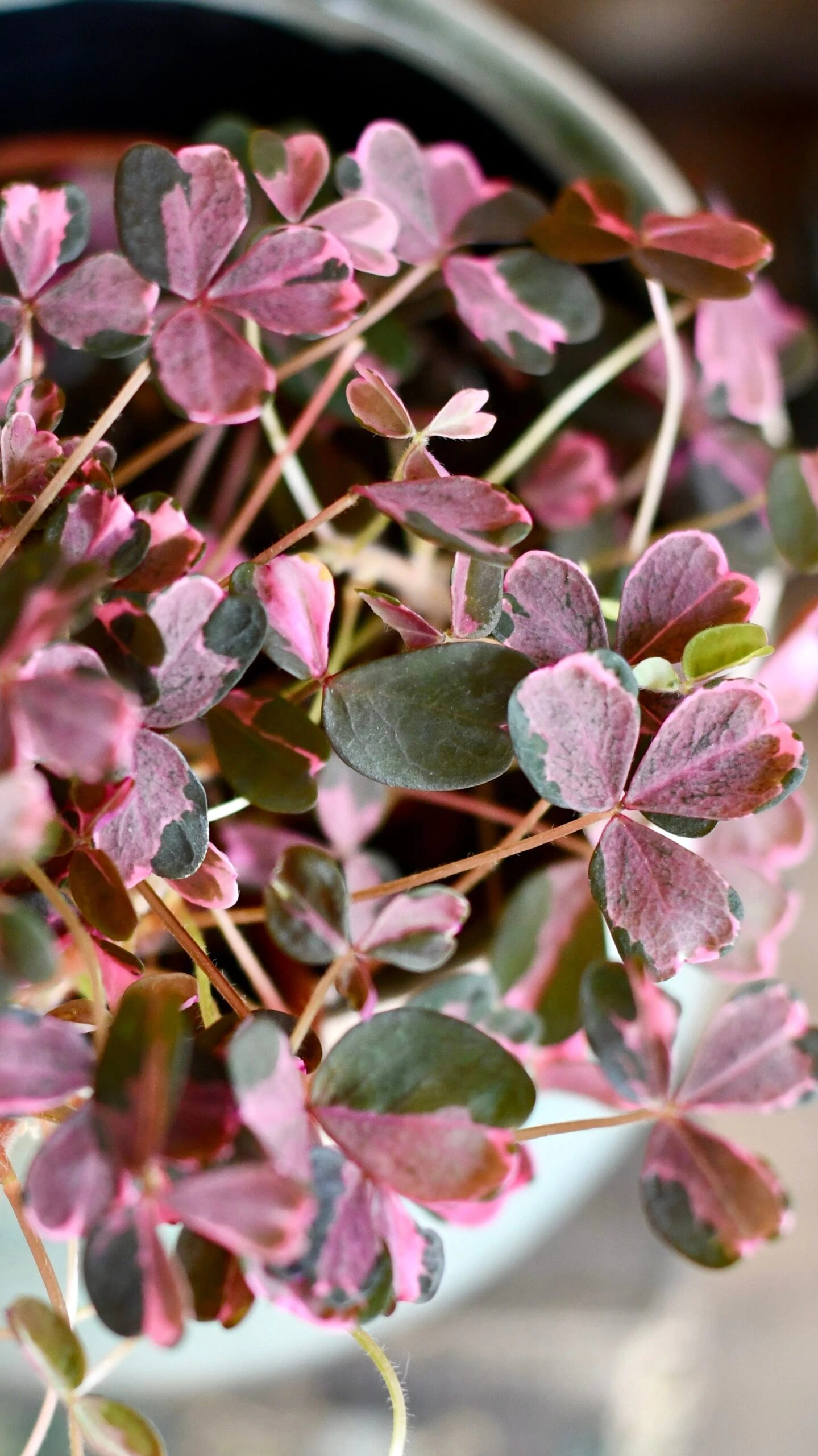 Oxalis Spiralis Vulcanicola 'Plum Crazy' - Image 2