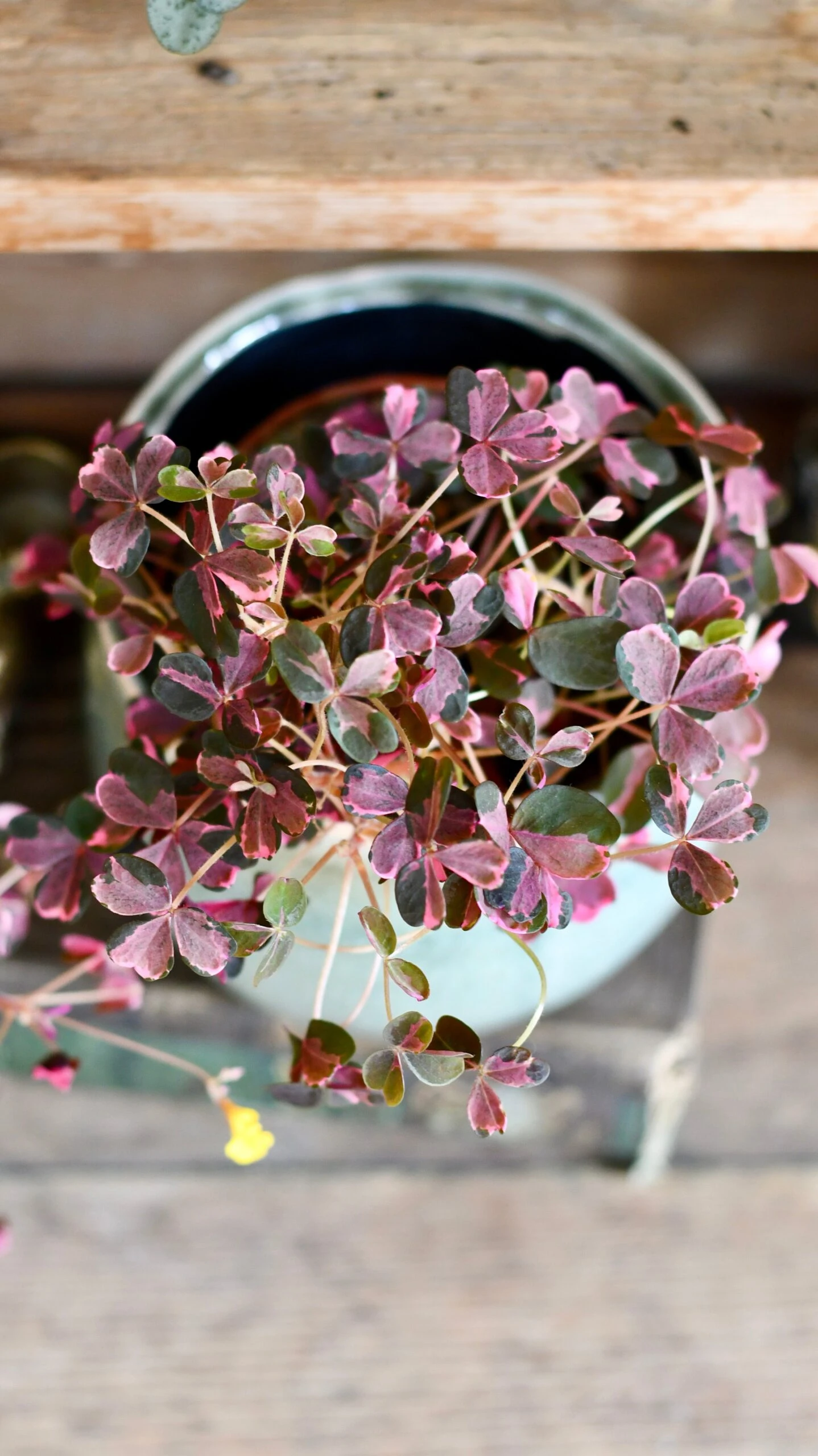 Oxalis Spiralis Vulcanicola 'Plum Crazy' - Image 5