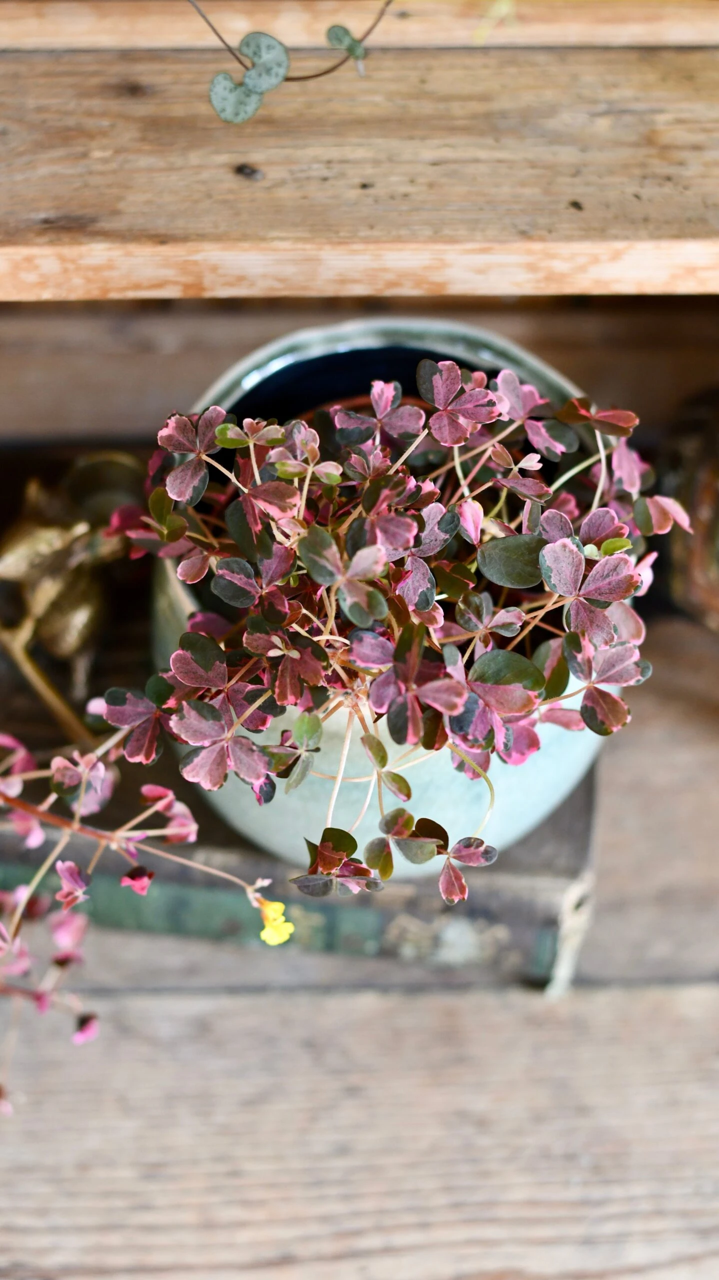 Oxalis Spiralis Vulcanicola 'Plum Crazy' - Image 6