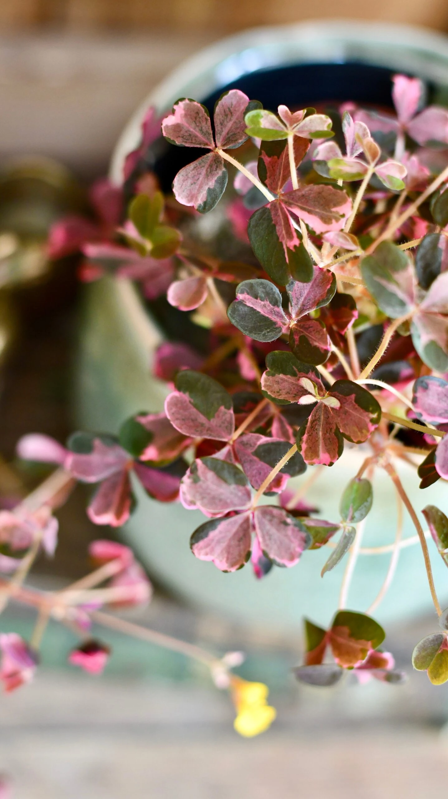 Oxalis Spiralis Vulcanicola 'Plum Crazy' - Image 3
