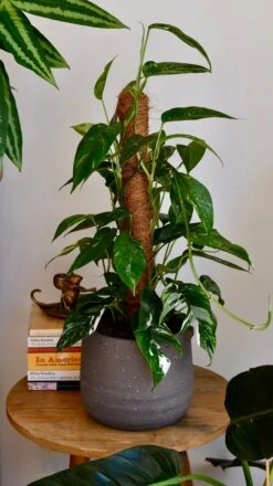 Epipremnum Pinnatum Variegated On Moss Pole | Variegated Pothos | Happy Houseplants