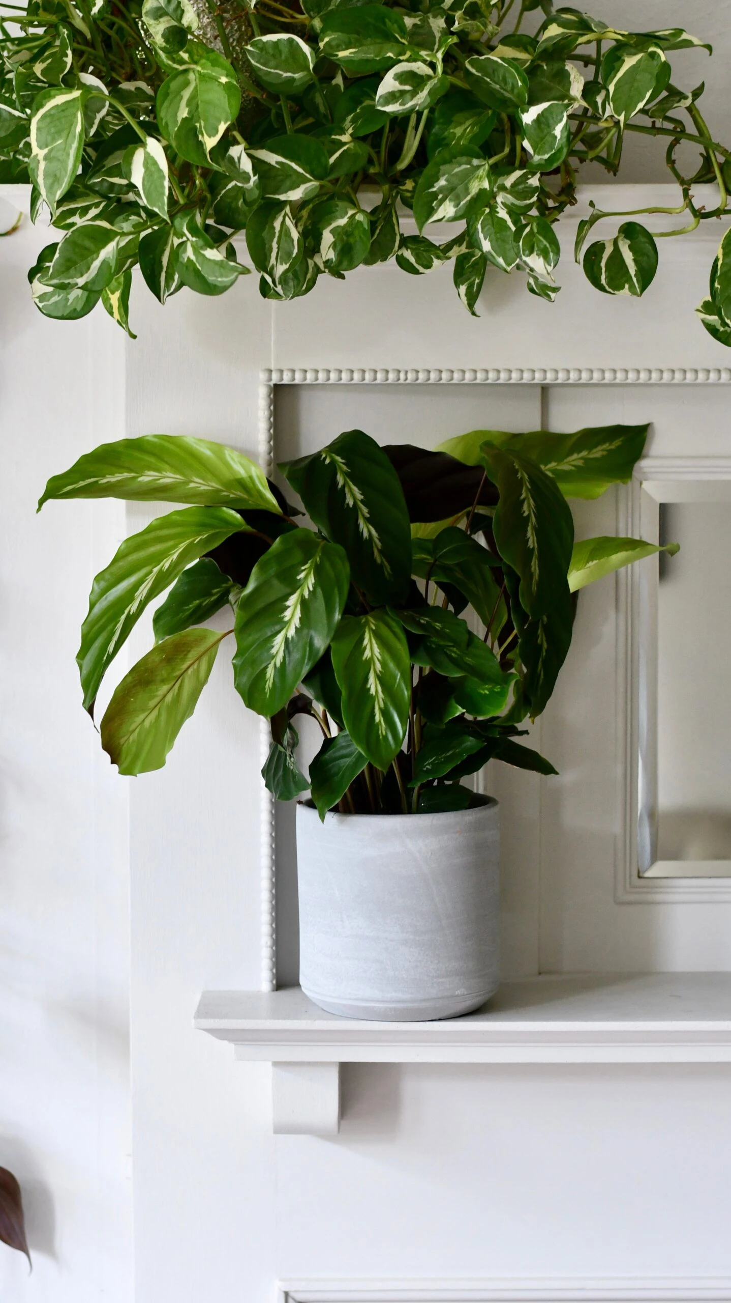 Calathea 'Maui Queen - Image 2