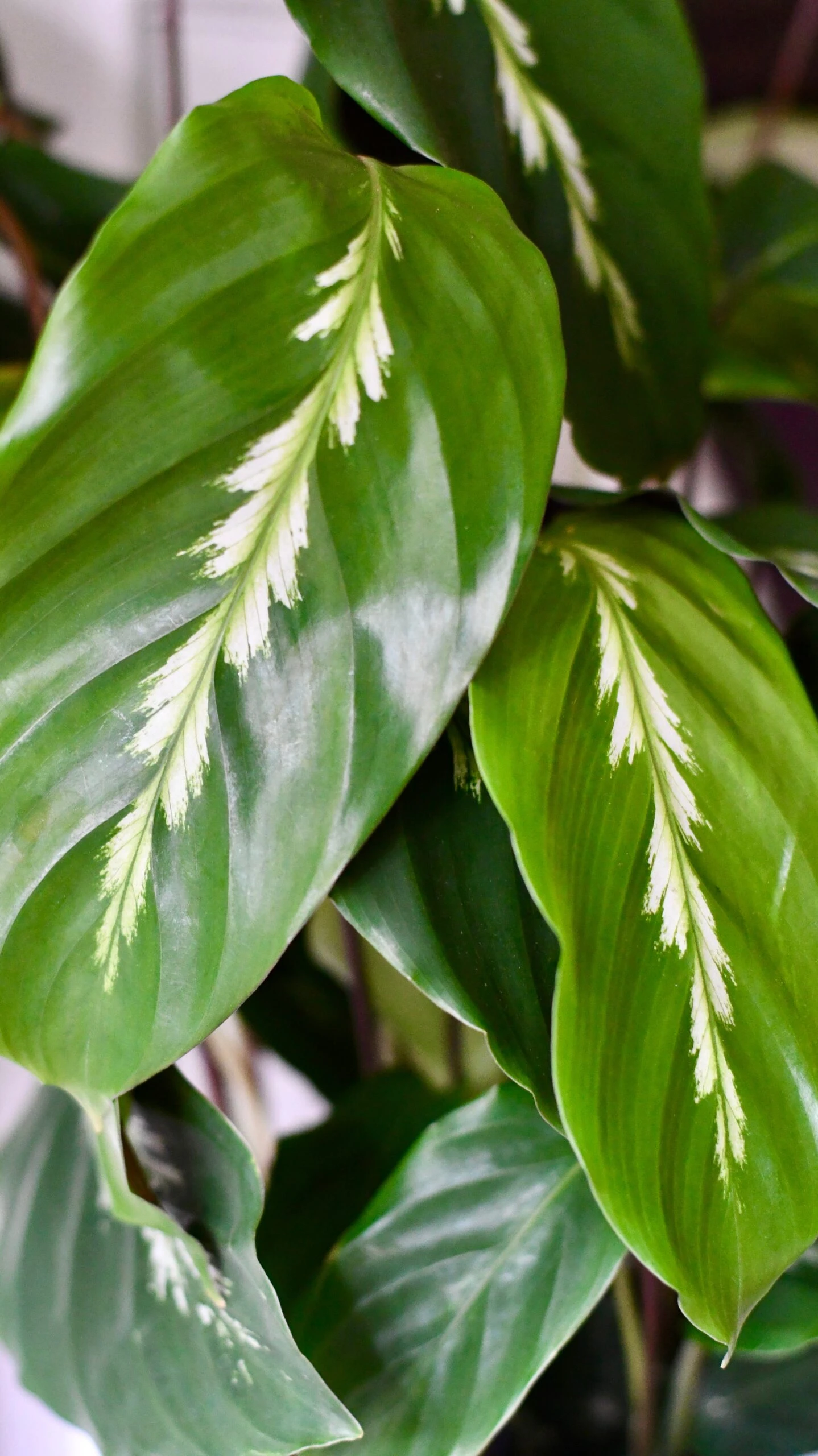Calathea 'Maui Queen - Image 3