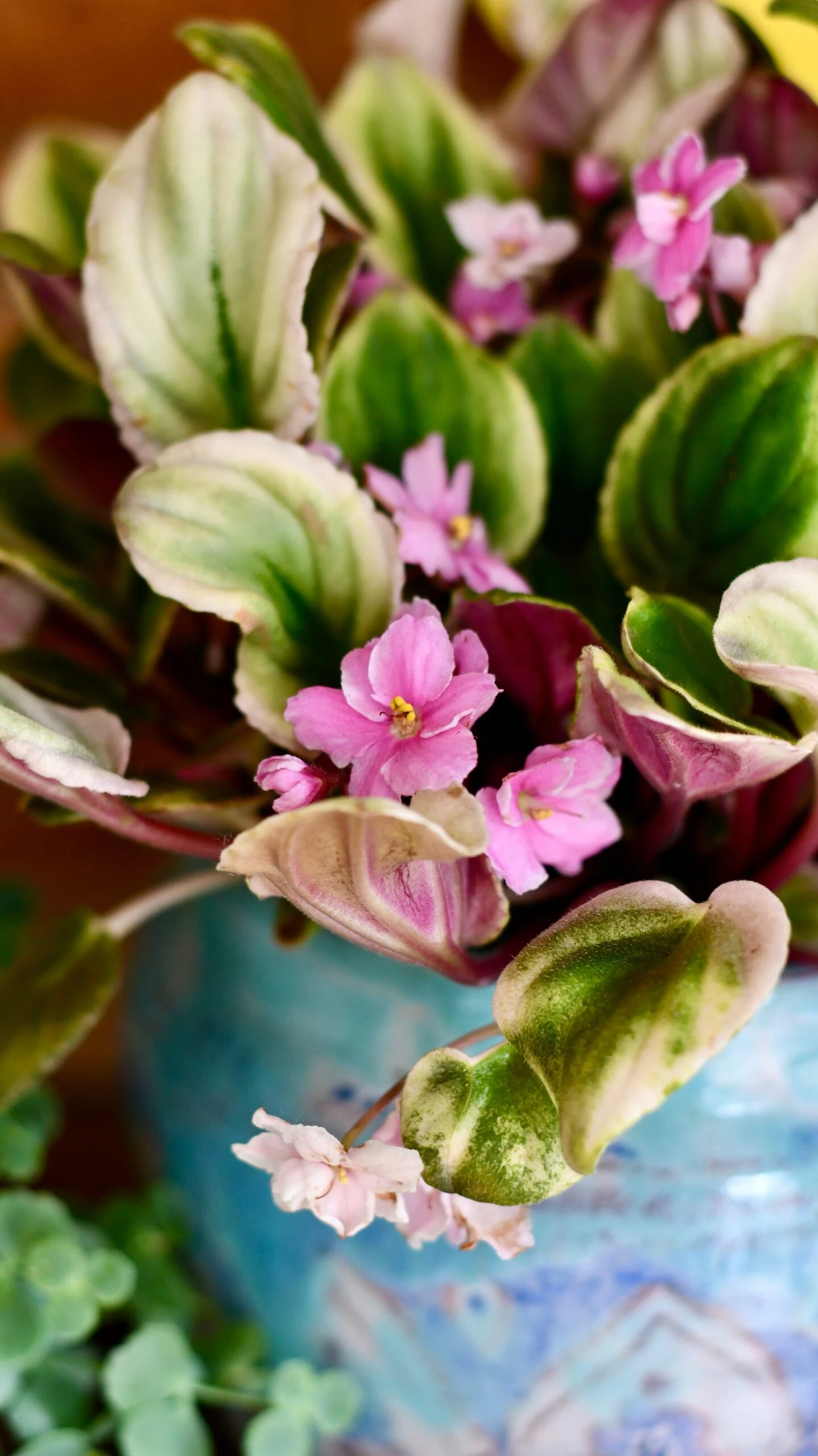 Saintpaulia Variegata 'Variegated African Violet' (Rare) - Image 2