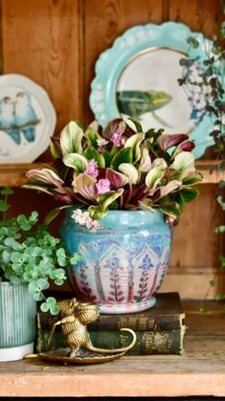 Saintpaulia Variegata 'Variegated African Violet' (Rare)