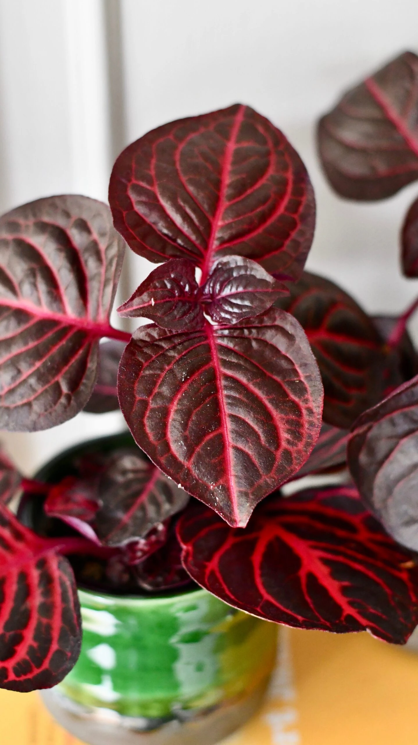 Blood Leaf Plant (Iresine Herbstii, Chicken-Gizzard, Beefsteak Plant) - Image 4
