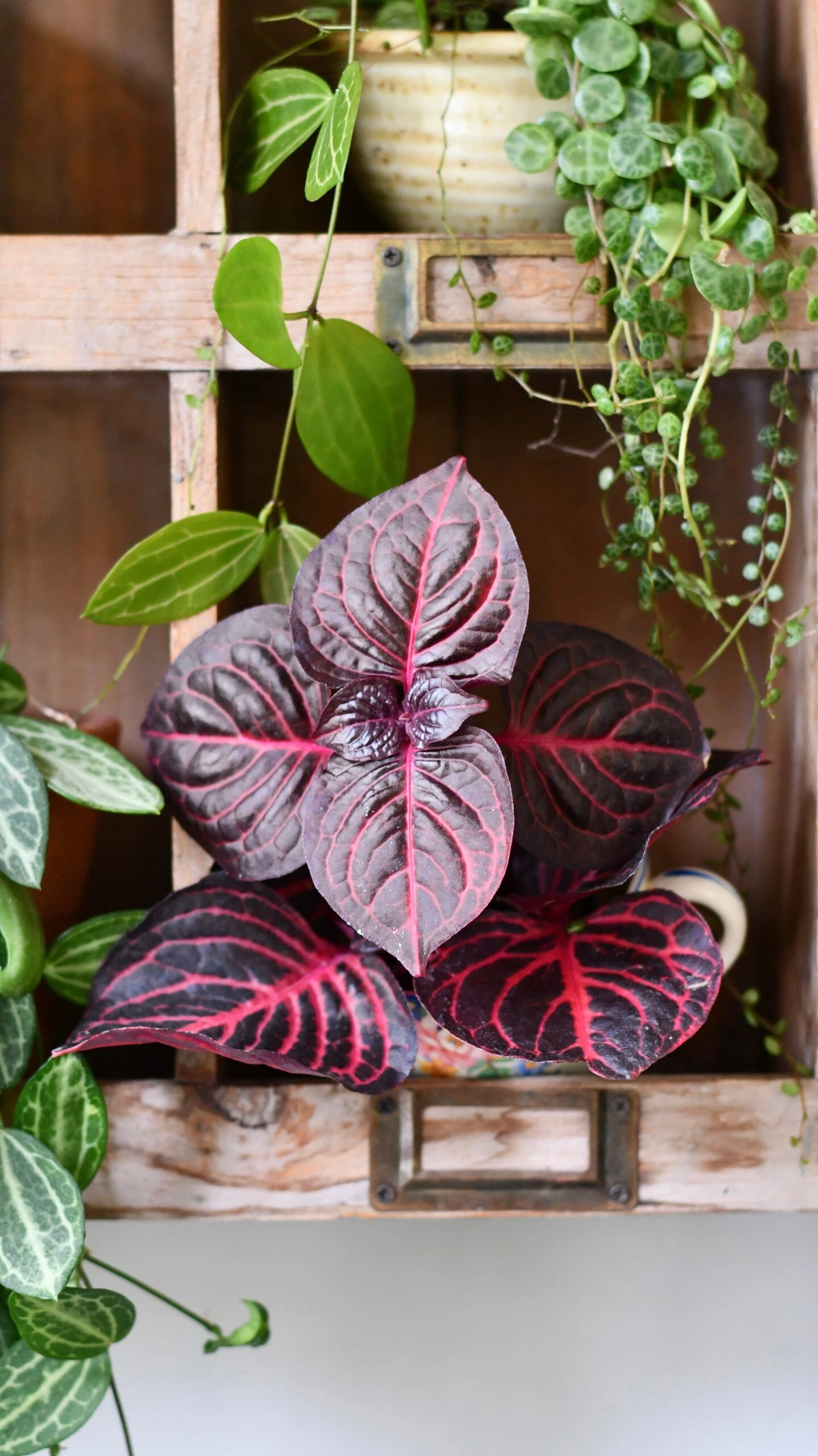 Blood Leaf Plant (Iresine Herbstii, Chicken-Gizzard, Beefsteak Plant) - Image 3