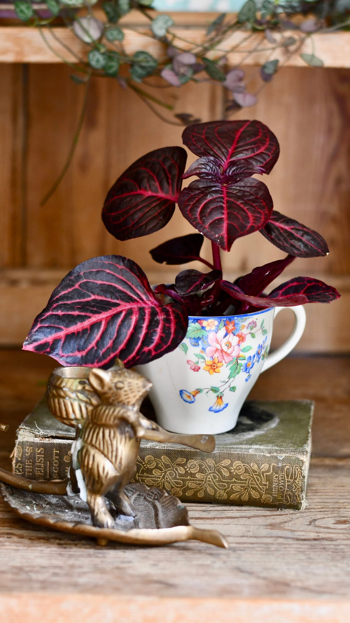 Blood Leaf Plant (Iresine Herbstii, Chicken-Gizzard, Beefsteak Plant) - Image 2
