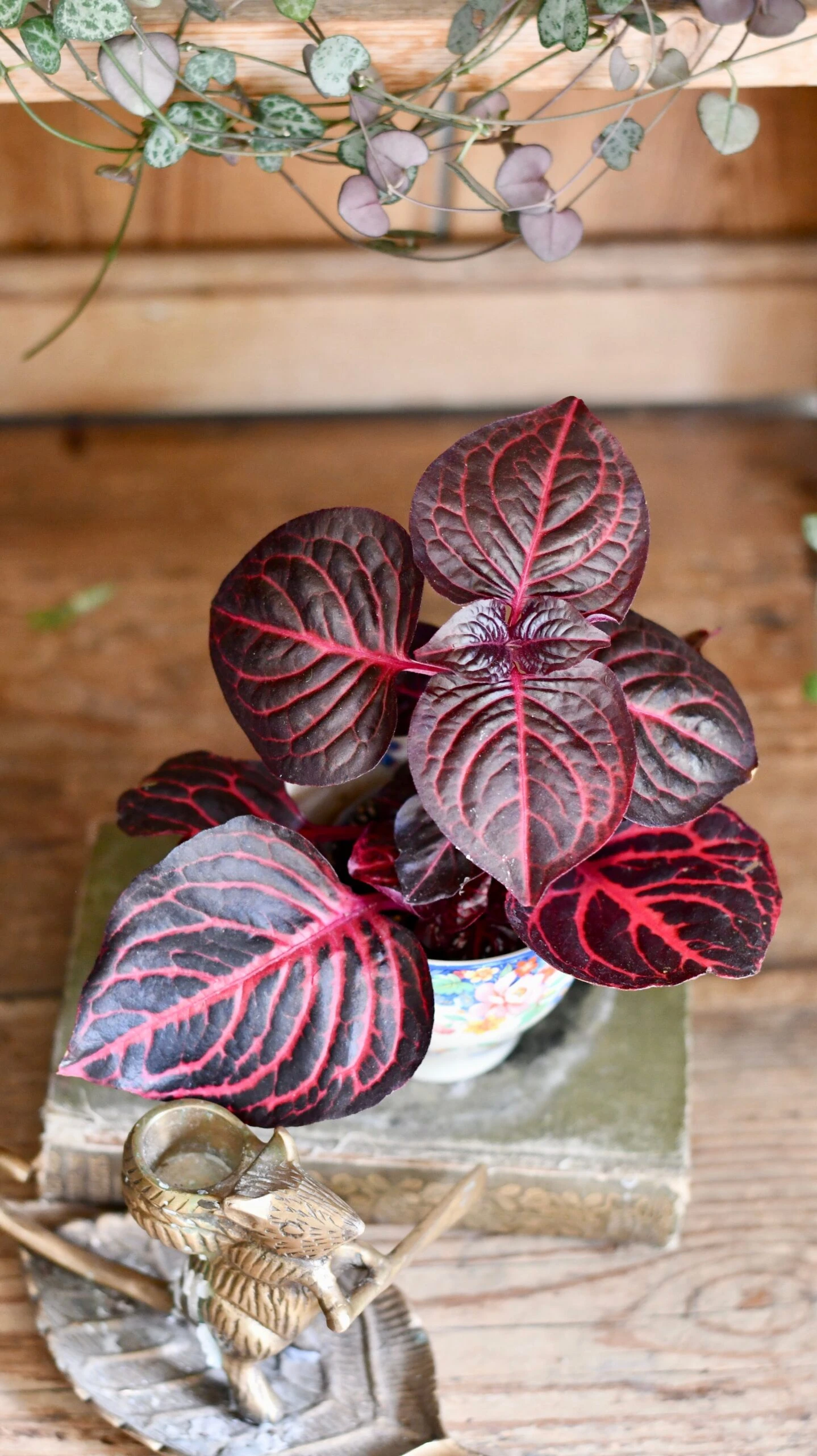 Blood Leaf Plant (Iresine Herbstii, Chicken-Gizzard, Beefsteak Plant) - Image 7