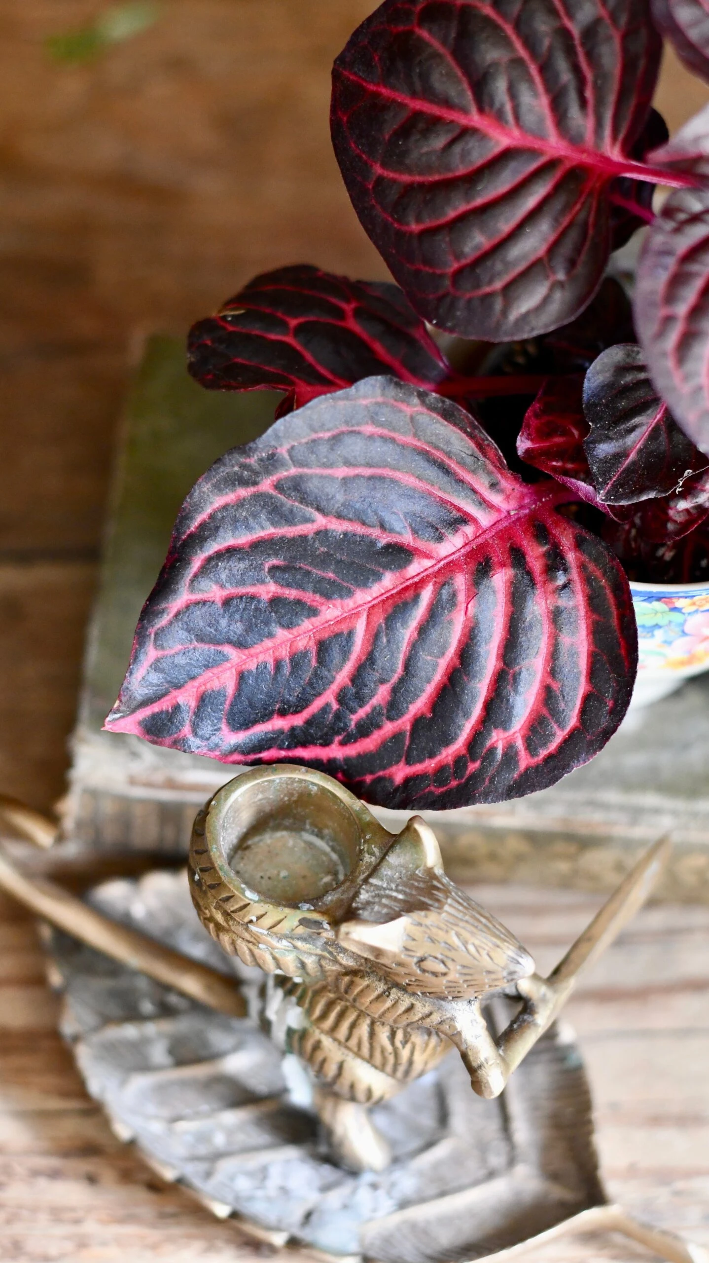 Blood Leaf Plant (Iresine Herbstii, Chicken-Gizzard, Beefsteak Plant) - Image 5