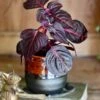 Blood Leaf Plant (Iresine Herbstii, Chicken-Gizzard, Beefsteak Plant)