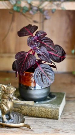 Blood Leaf Plant (Iresine Herbstii, Chicken-Gizzard, Beefsteak Plant)