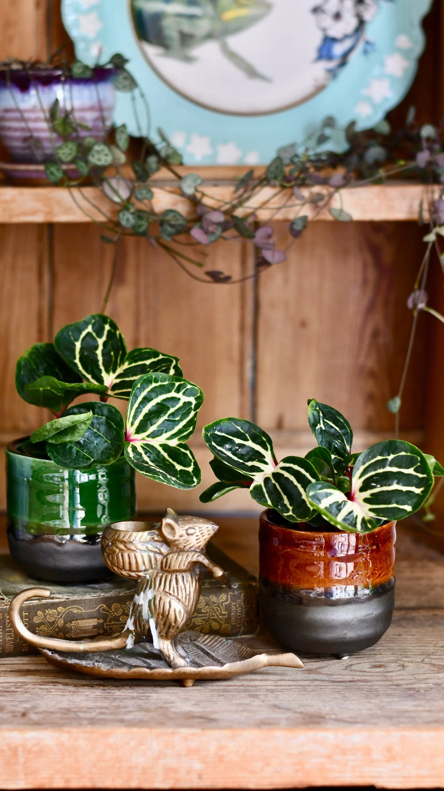 Iresine Herbstii Funnygold - Image 2