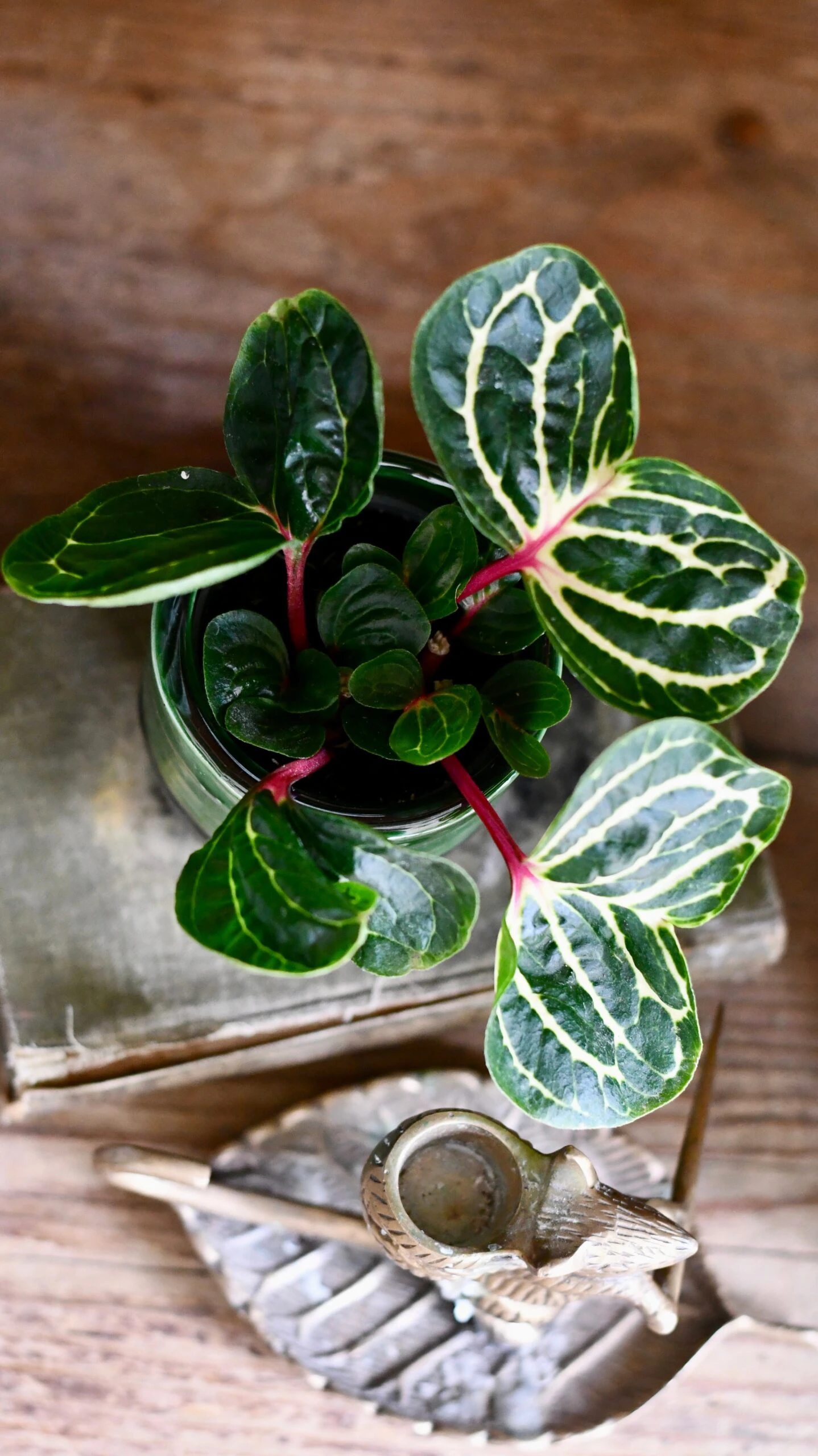 Iresine Herbstii Funnygold