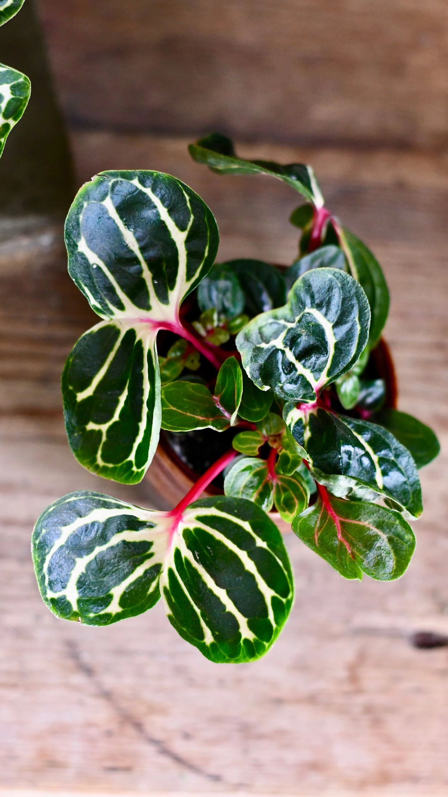 Iresine Herbstii Funnygold - Image 3