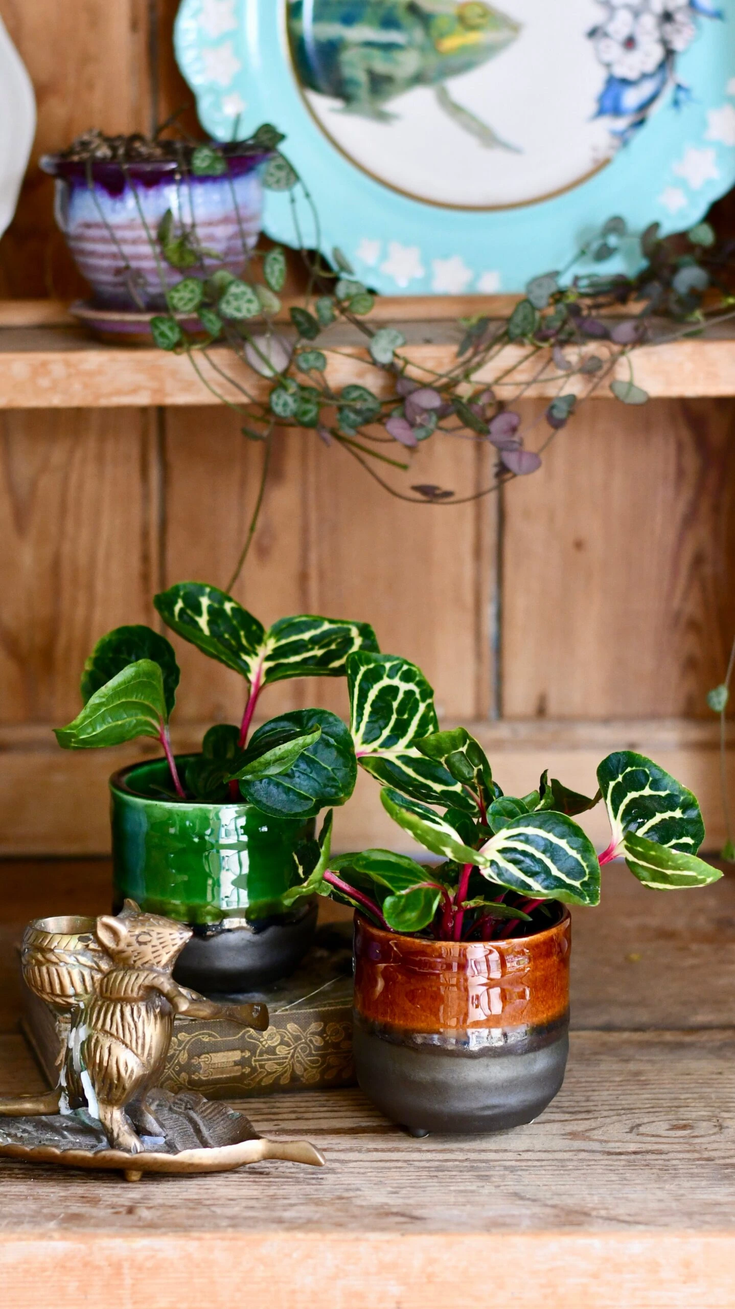 Iresine Herbstii Funnygold - Image 4