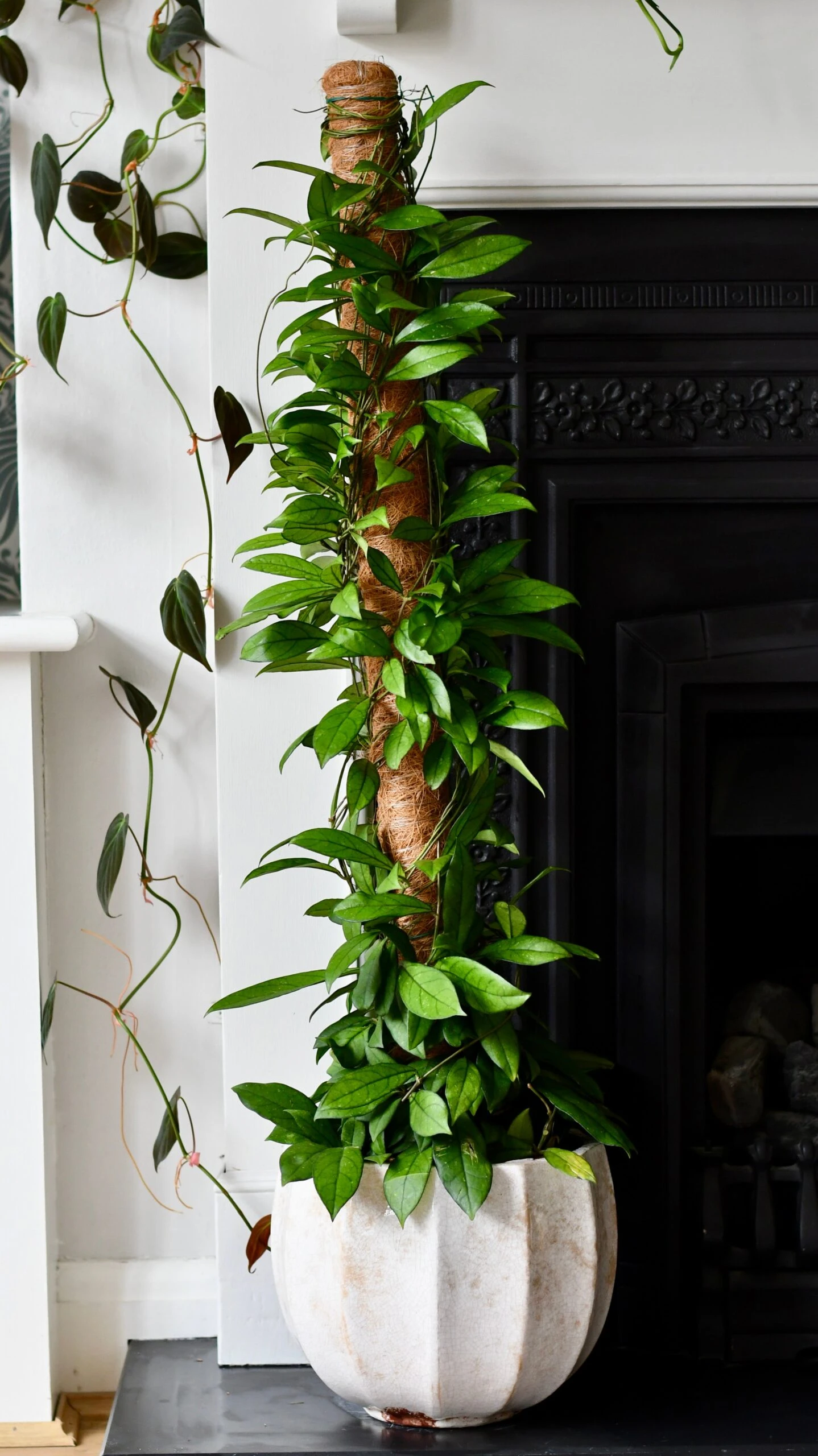 Hoya Callistophylla, Rare Wax Plant
