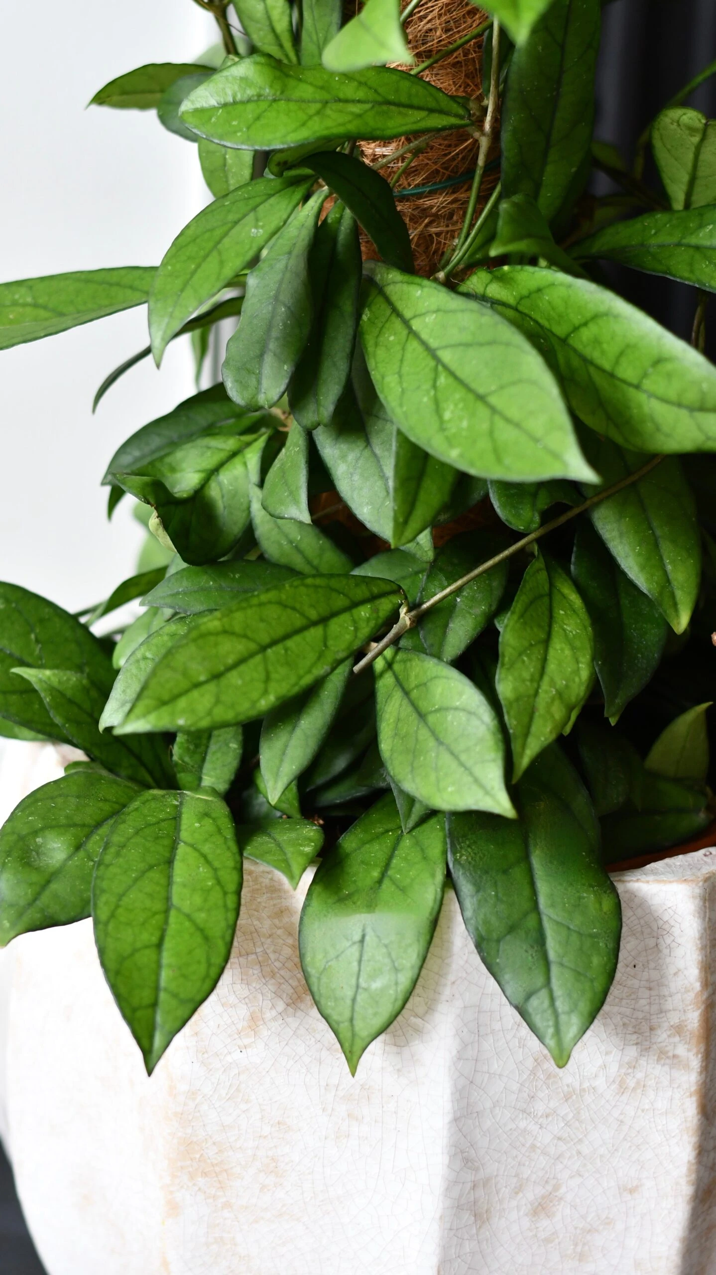 Hoya Callistophylla, Rare Wax Plant - Image 8