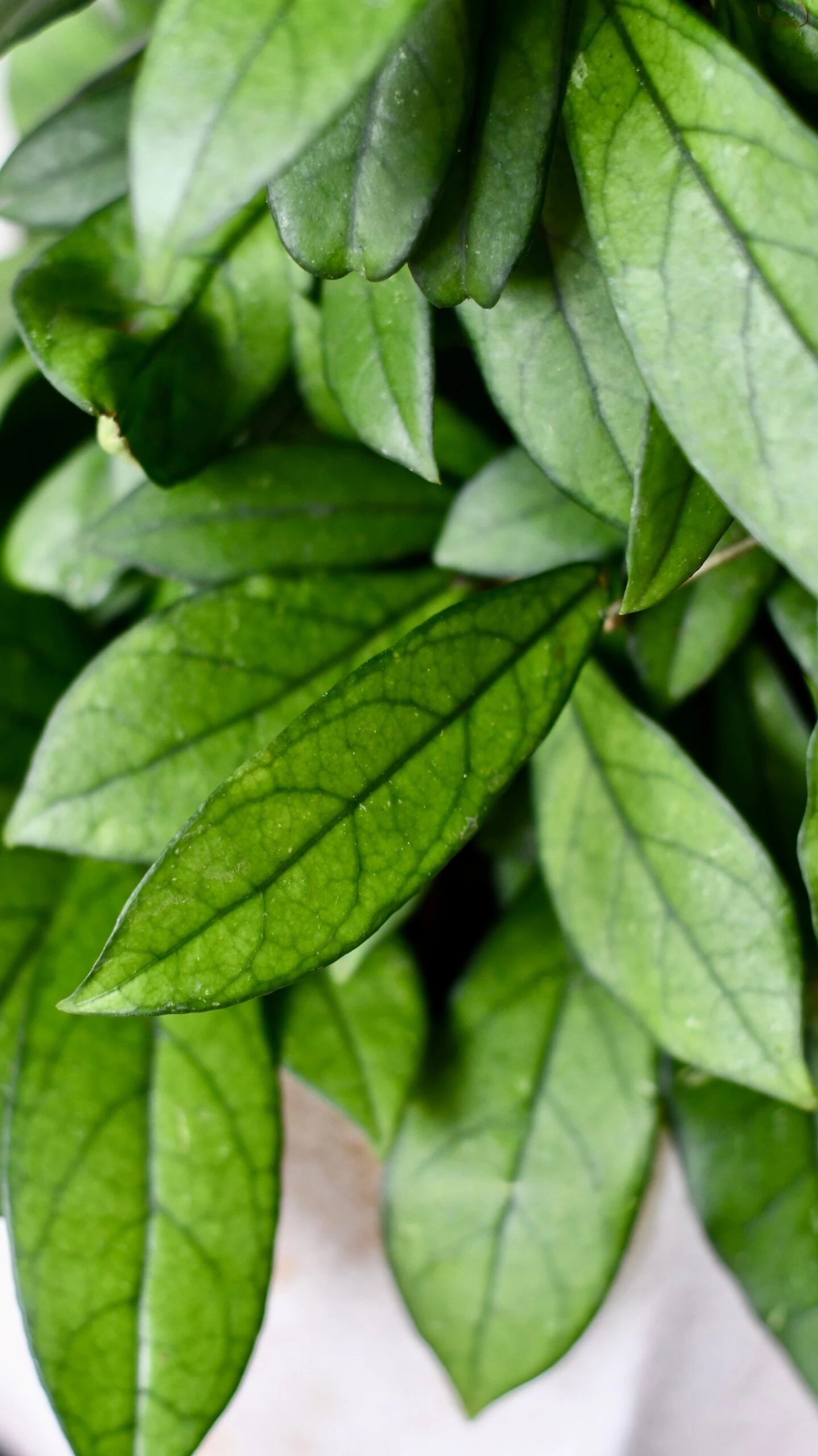 Hoya Callistophylla, Rare Wax Plant - Image 7