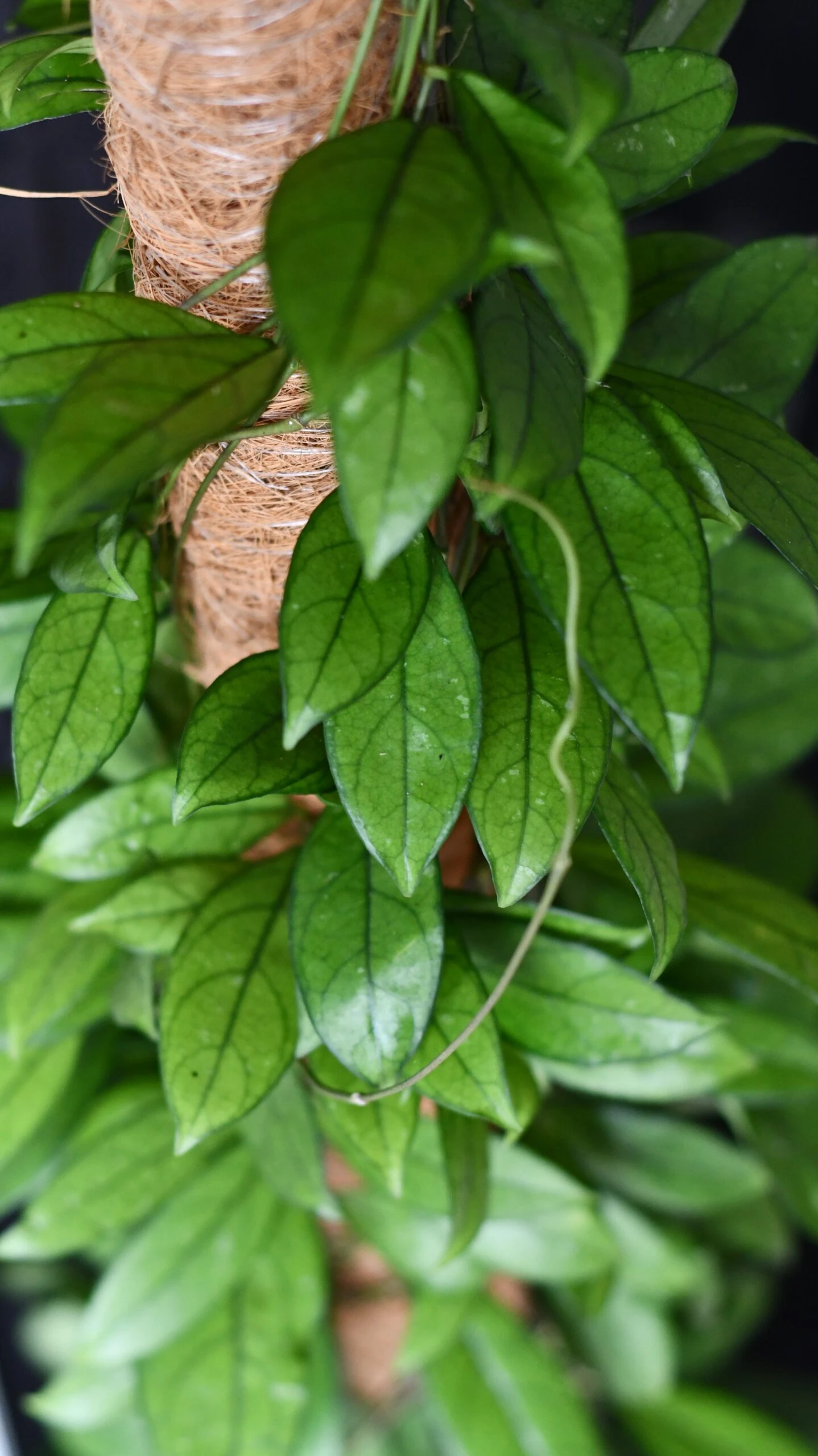 Hoya Callistophylla, Rare Wax Plant - Image 4