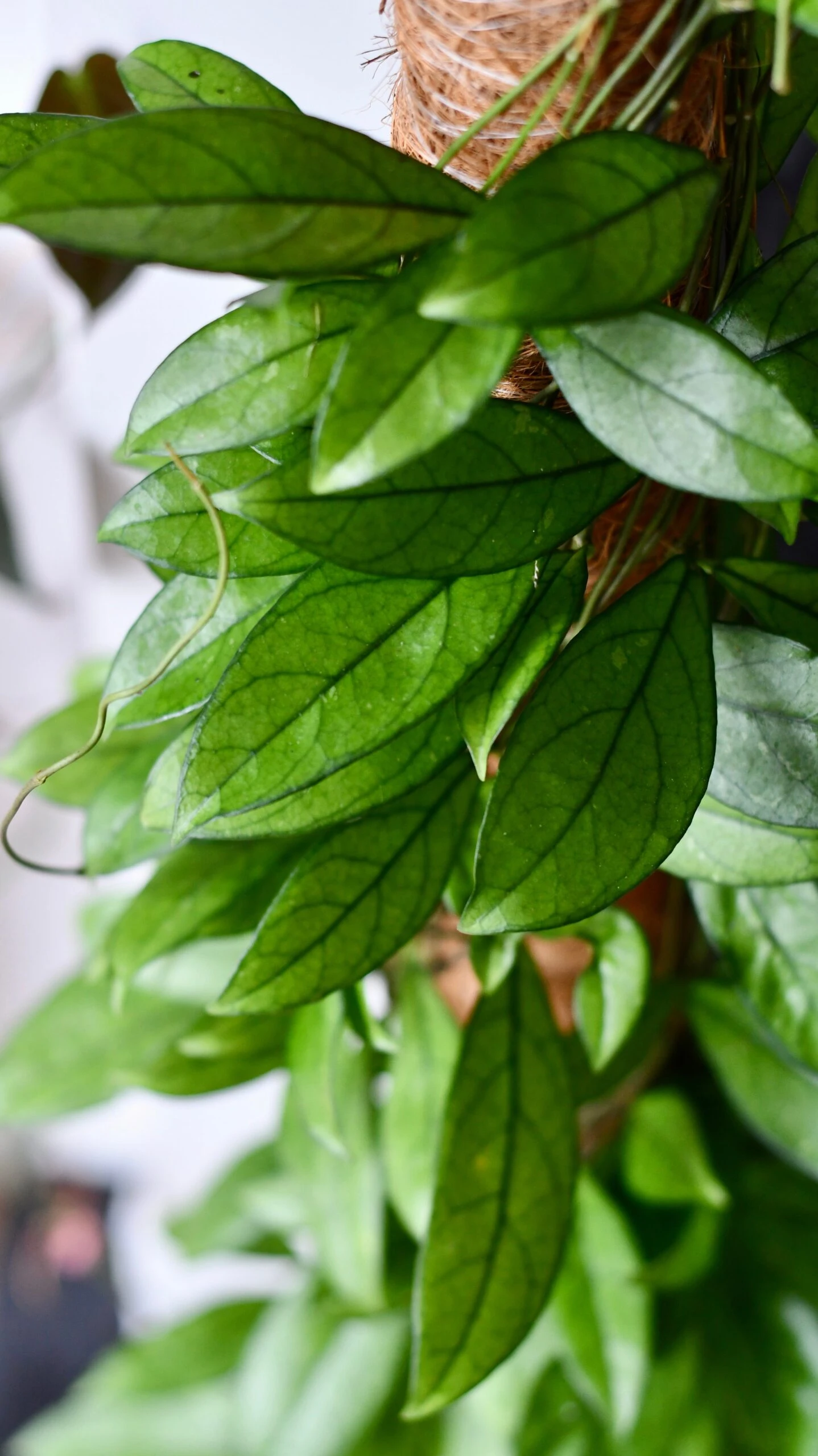 Hoya Callistophylla, Rare Wax Plant - Image 6