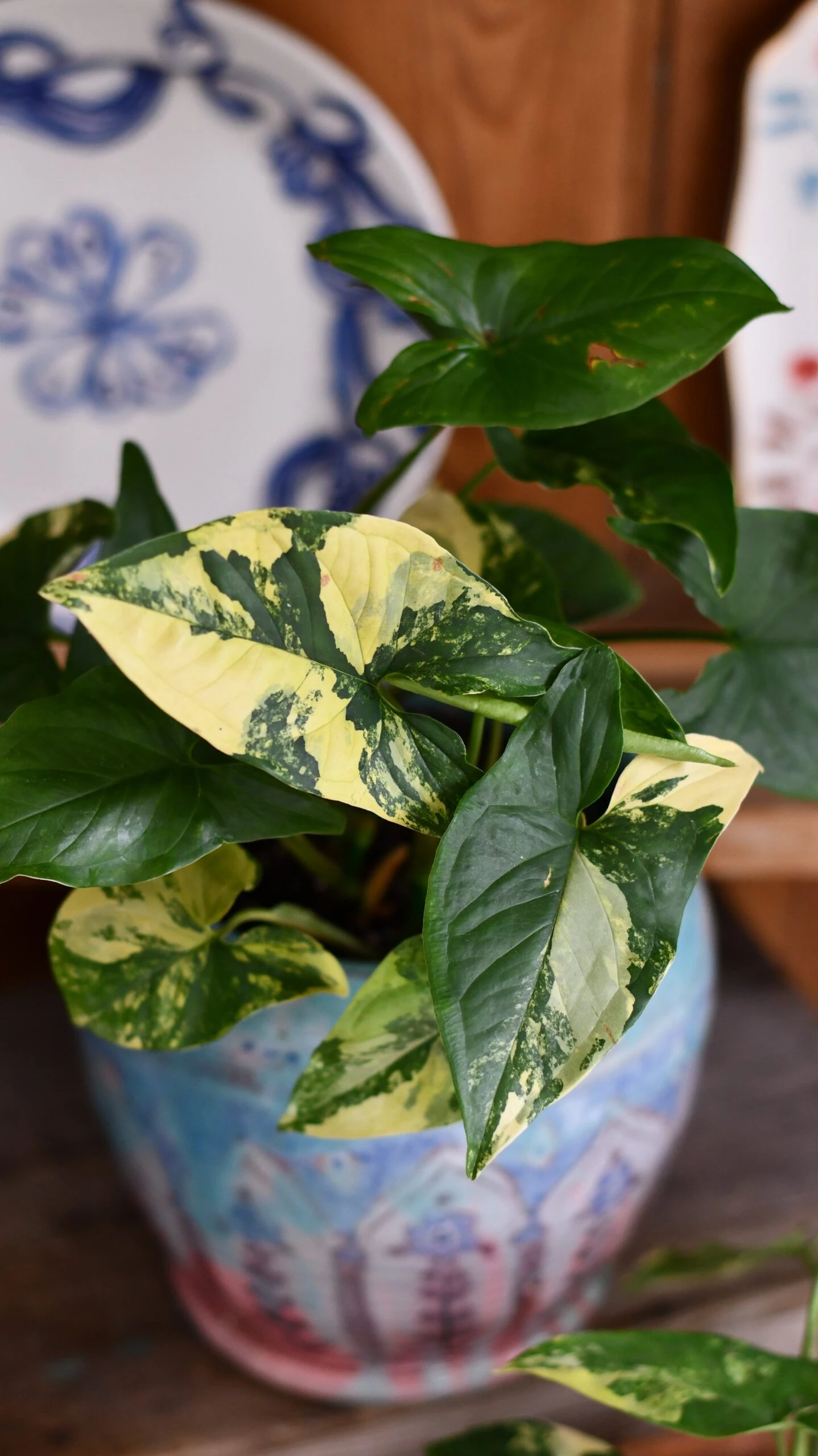 Syngonium Aurea Arrowhead Variegated Houseplant - Image 5