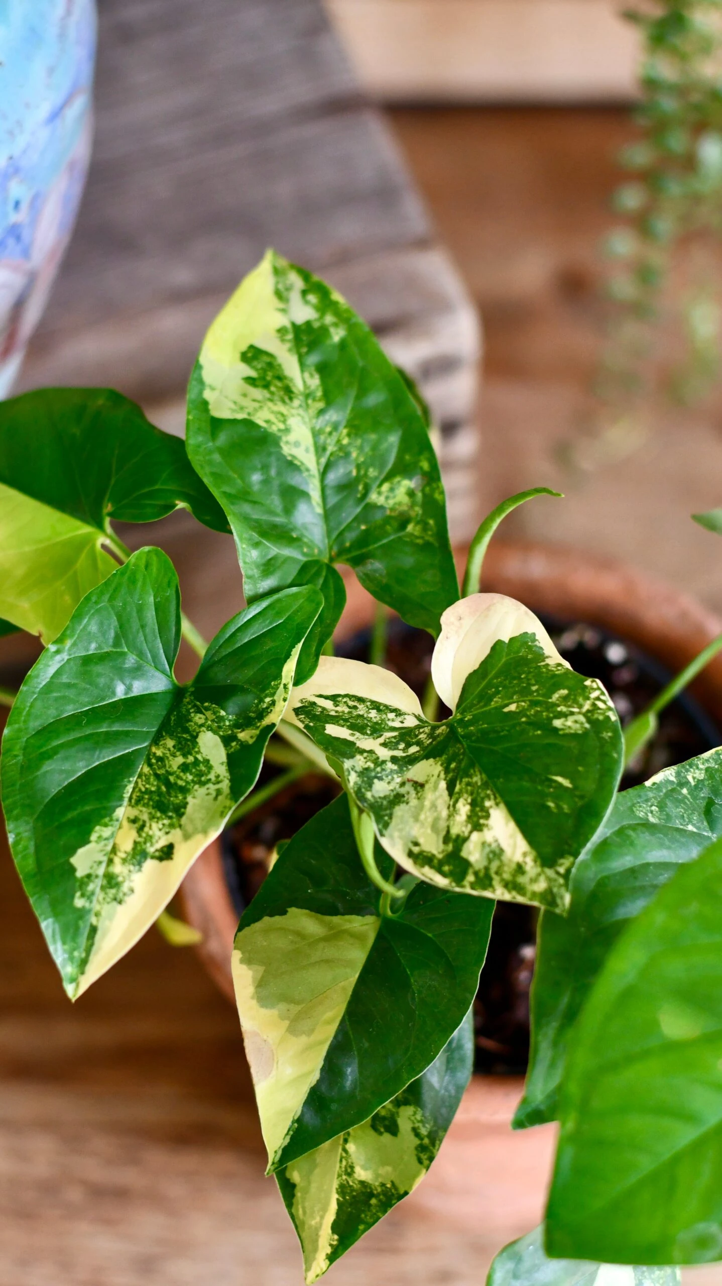 Syngonium Aurea Arrowhead Variegated Houseplant - Image 4