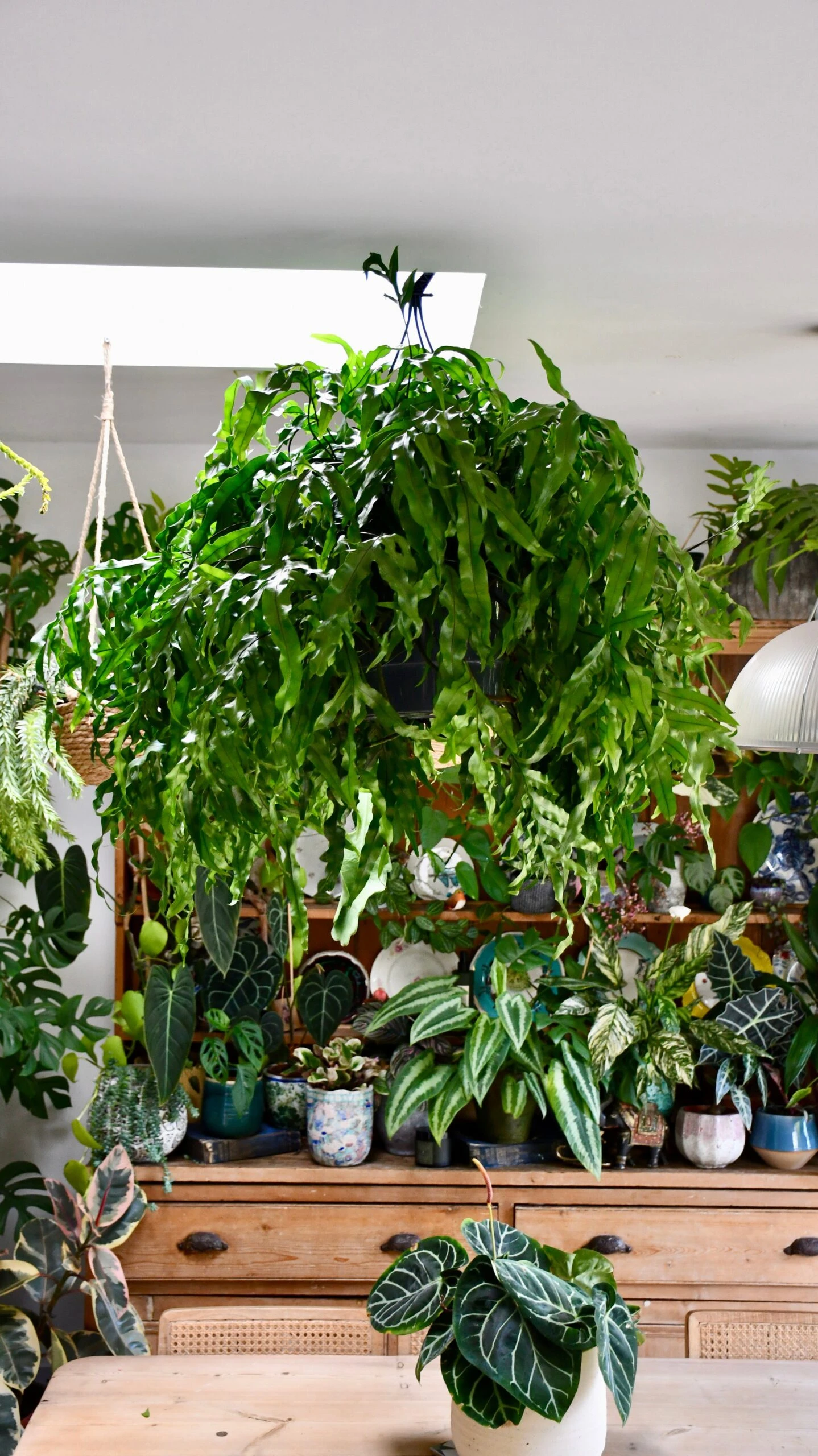 XL Kangaroo Foot Fern (Microsorum Diversifolium)