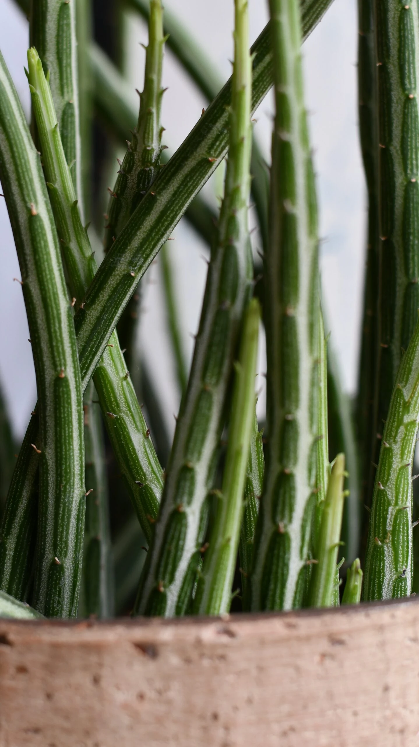 Big Kleinia Senecio (Stapeliiformis, Pickle Plant, Candle Stick Plant) - Image 4