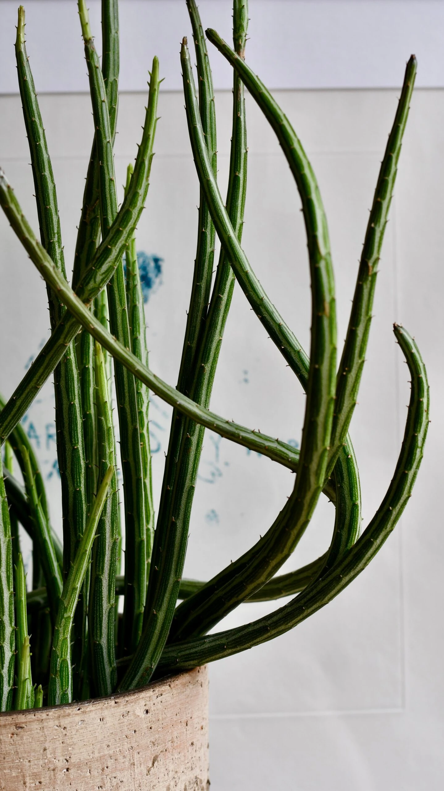Big Kleinia Senecio (Stapeliiformis, Pickle Plant, Candle Stick Plant) - Image 5