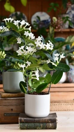Stephanotis Floribunda & Lisbon Planter