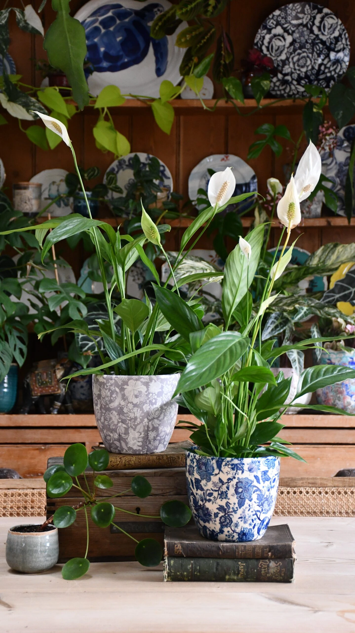 Peace Lily (Spathiphyllum) & Monza Planter - Image 3