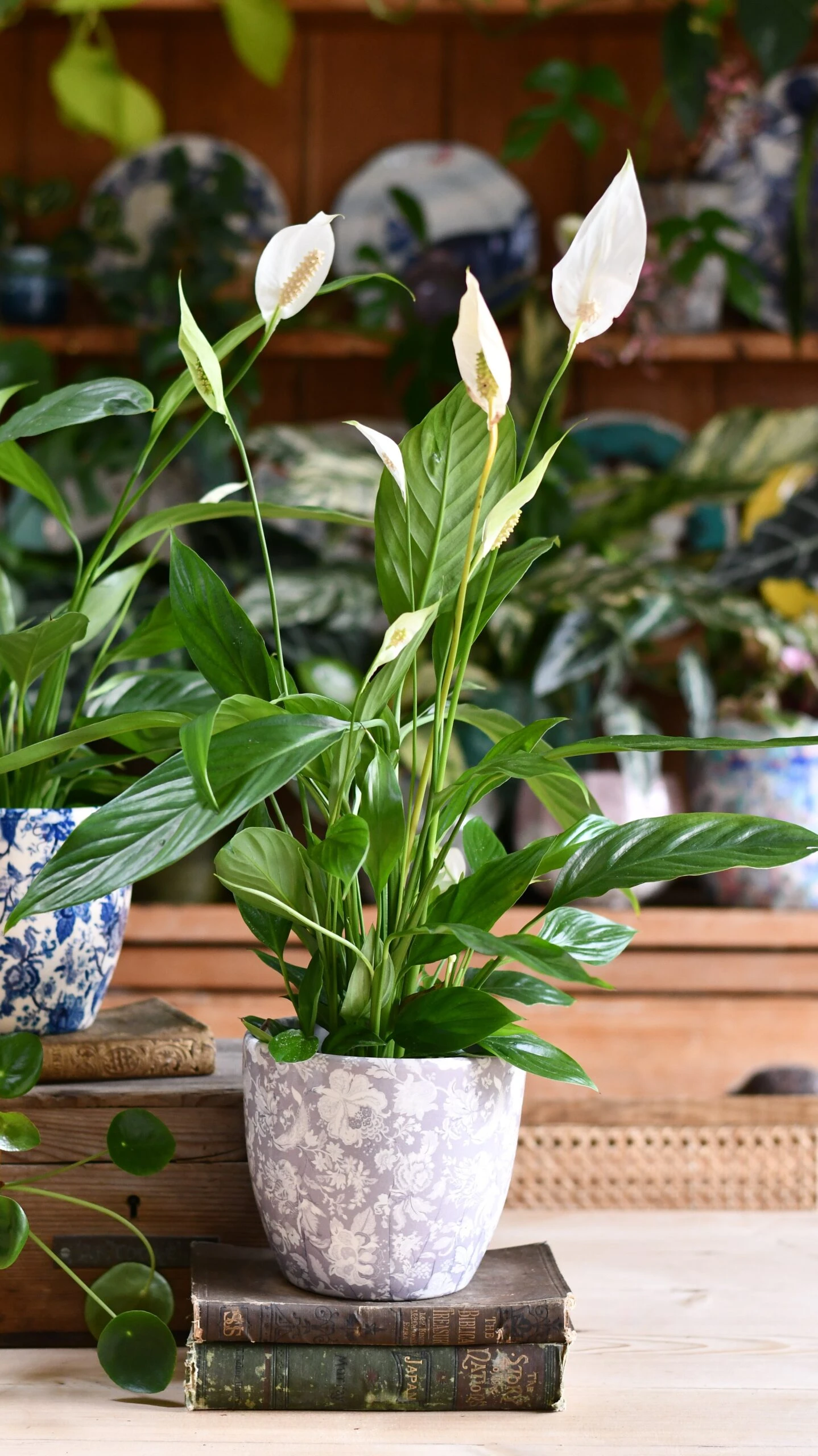 Peace Lily (Spathiphyllum) & Monza Planter - Image 2