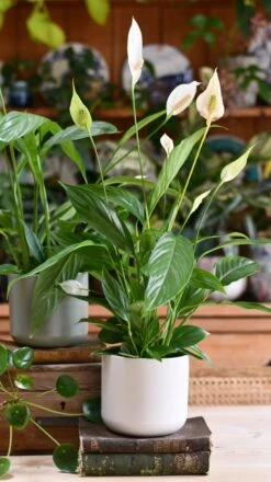 Peace Lily & Lisbon Planter