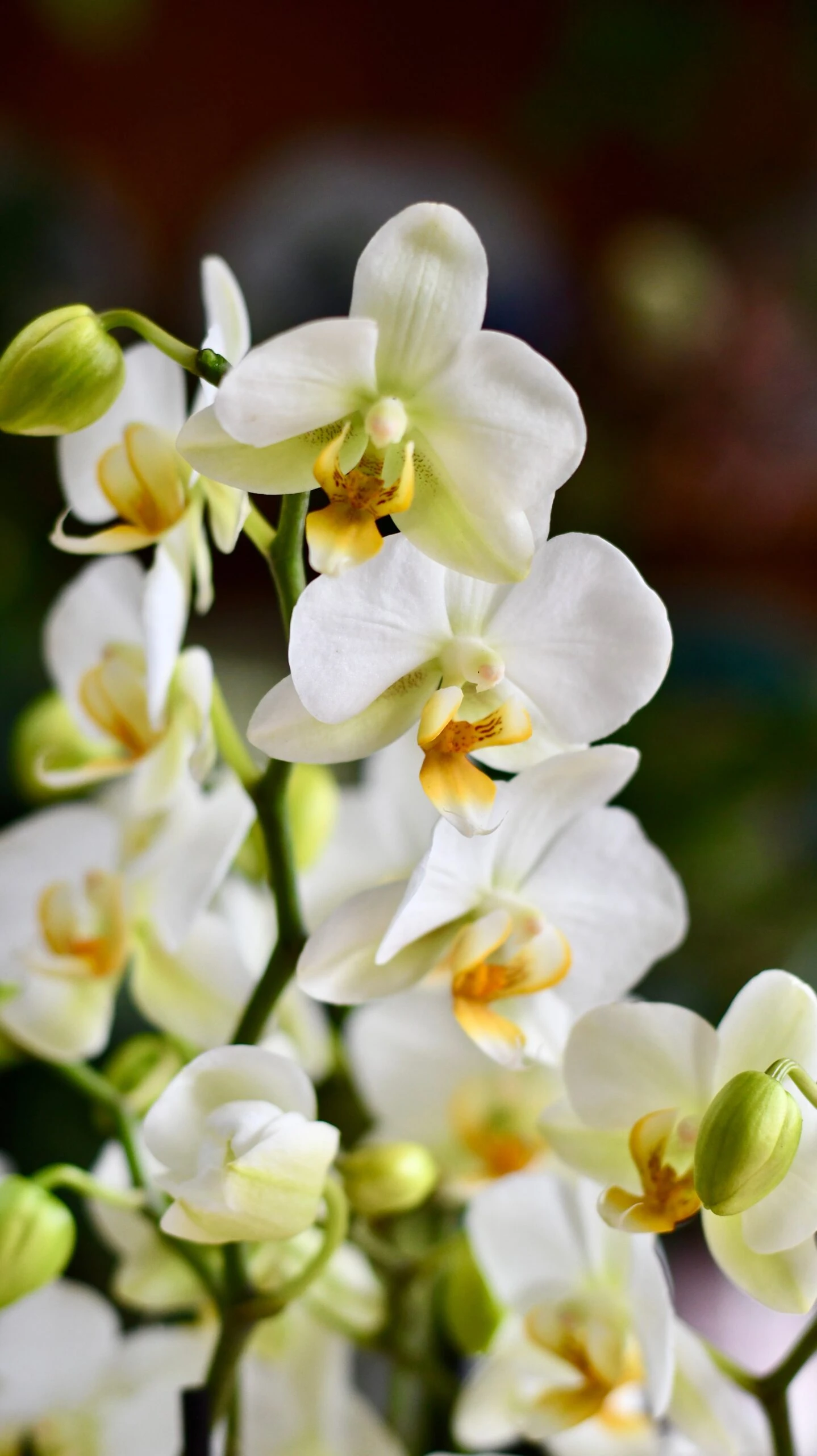 White Phalaenopsis Bouquet Orchids & Monza Planter - Image 2