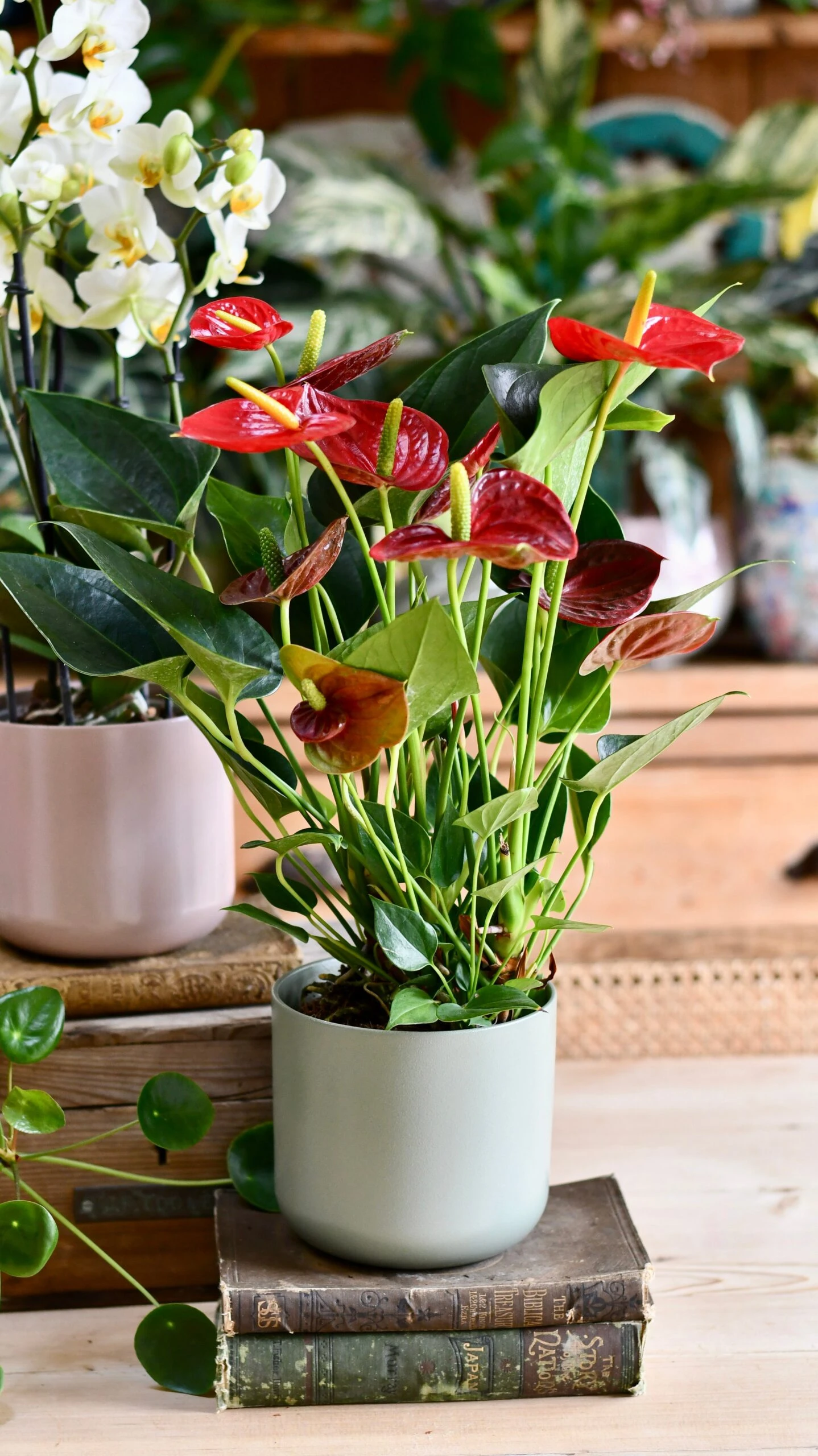 Red Anthurium Andraeanum & Lisbon Planter - Image 2